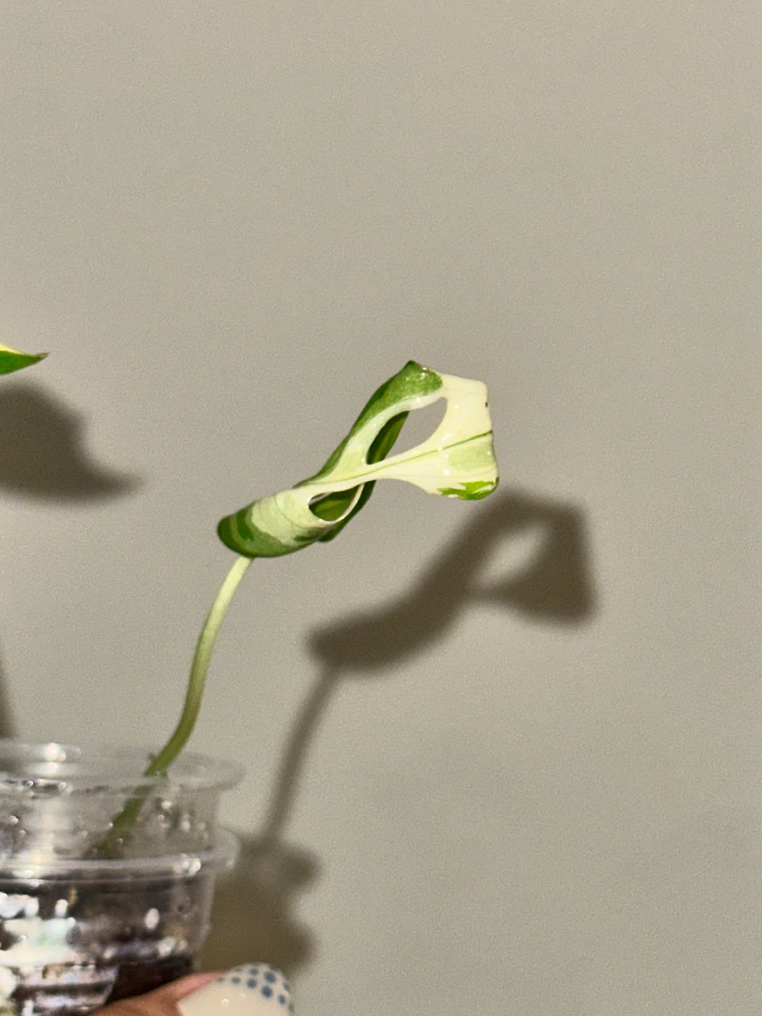 Monstera Adansonii Albo / Japanese Tricolor Plant - photo 4