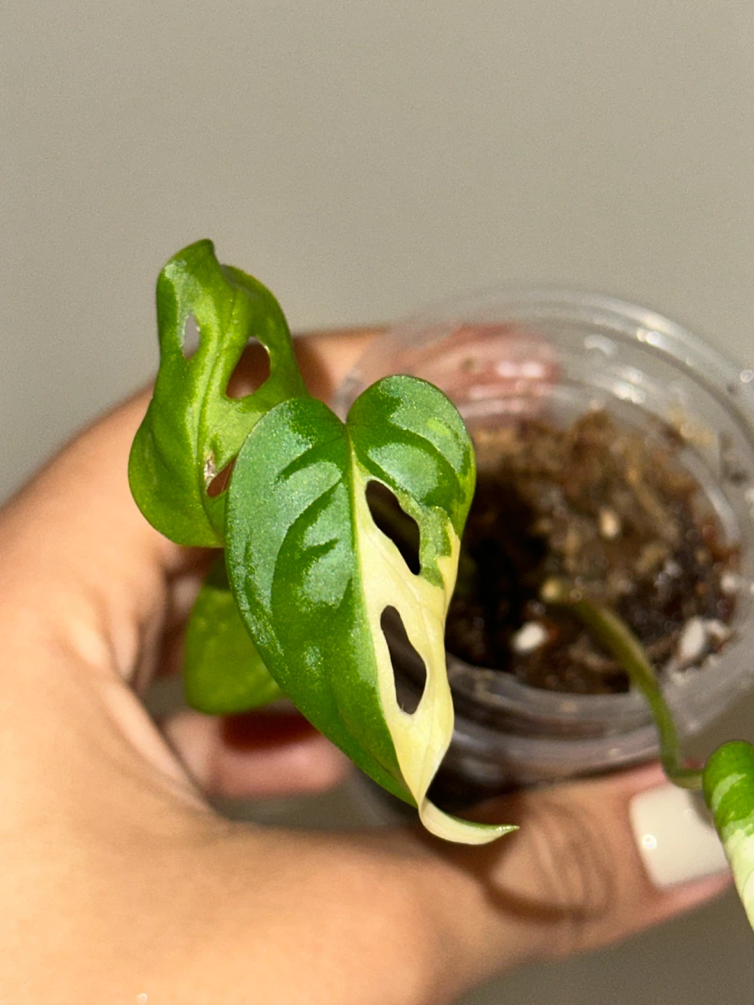 Monstera Adansonii Albo / Japanese Tricolor Plant - photo 5