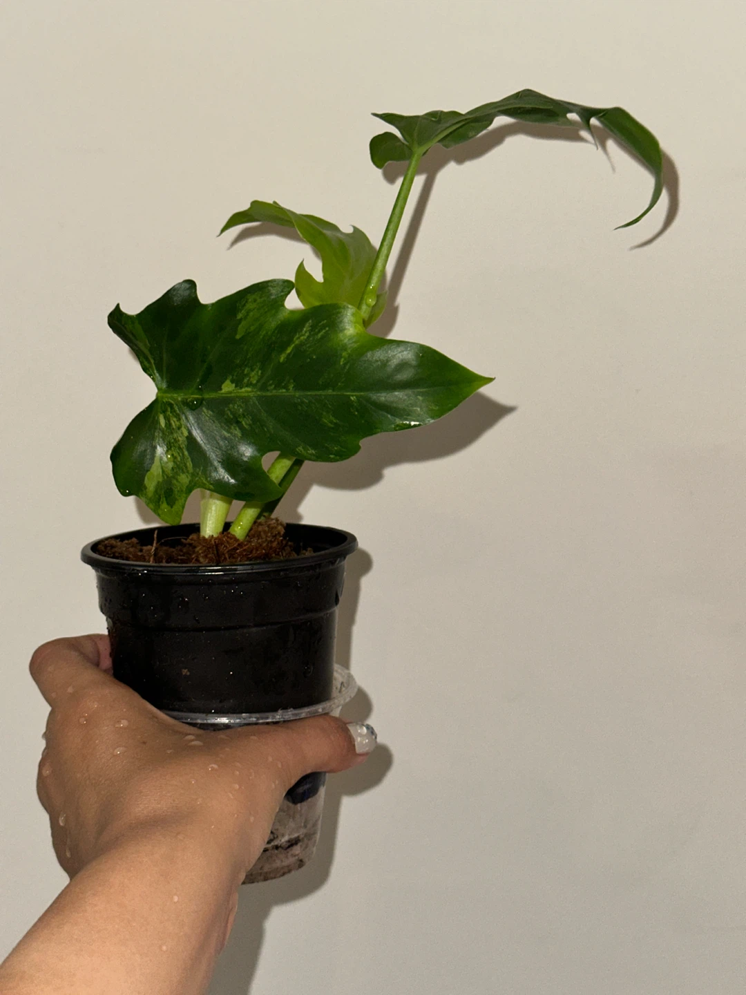 Philodendron Radiatum Variegated Plant