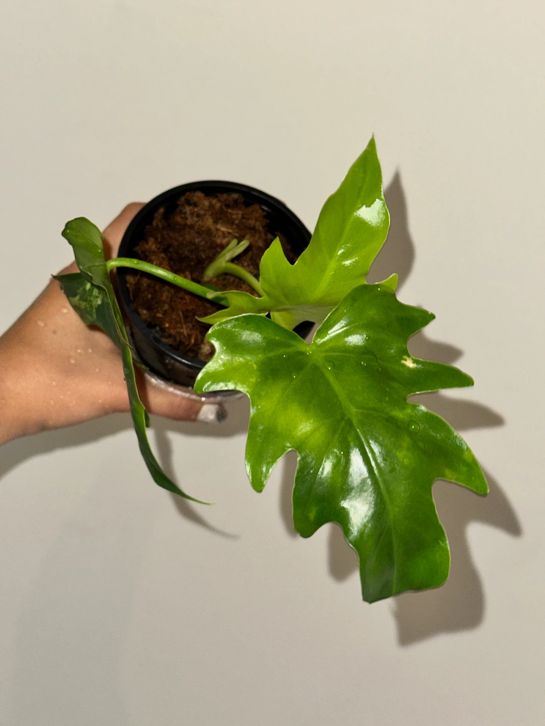 Philodendron Radiatum Variegated Plant - photo 2