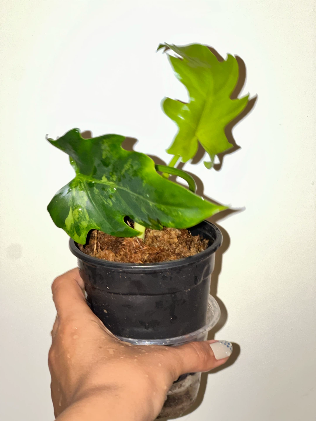 Philodendron Radiatum Variegated Plant - photo 3