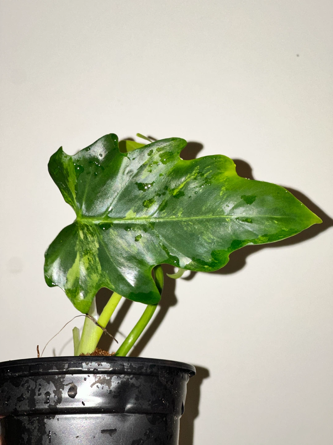 Philodendron Radiatum Variegated Plant - photo 4