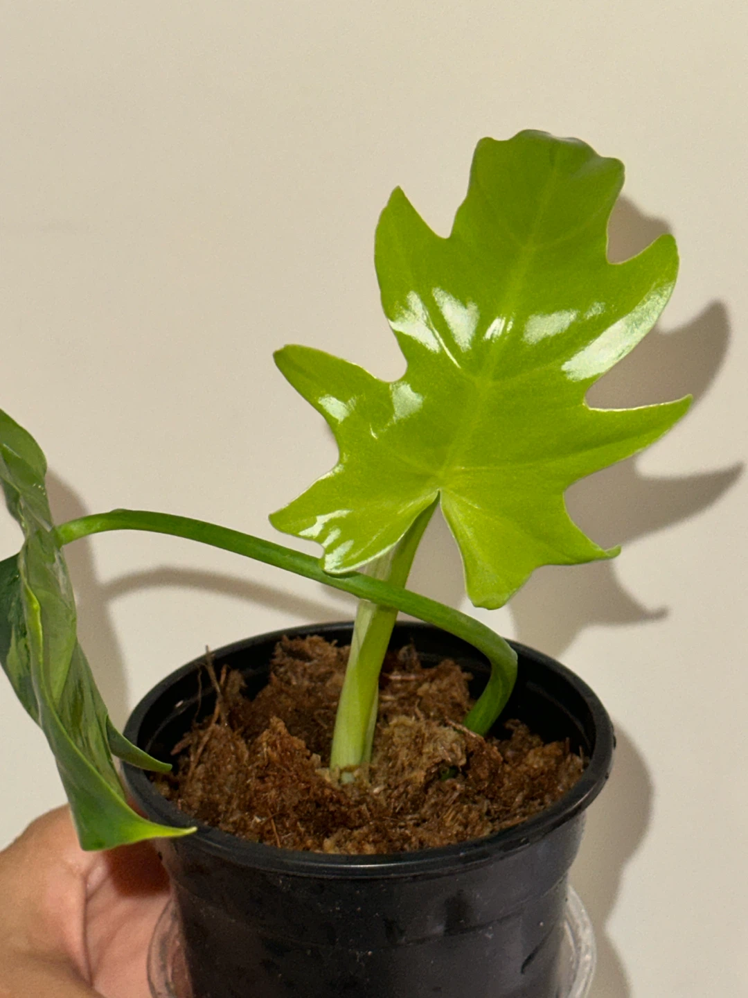 Philodendron Radiatum Variegated Plant - photo 5