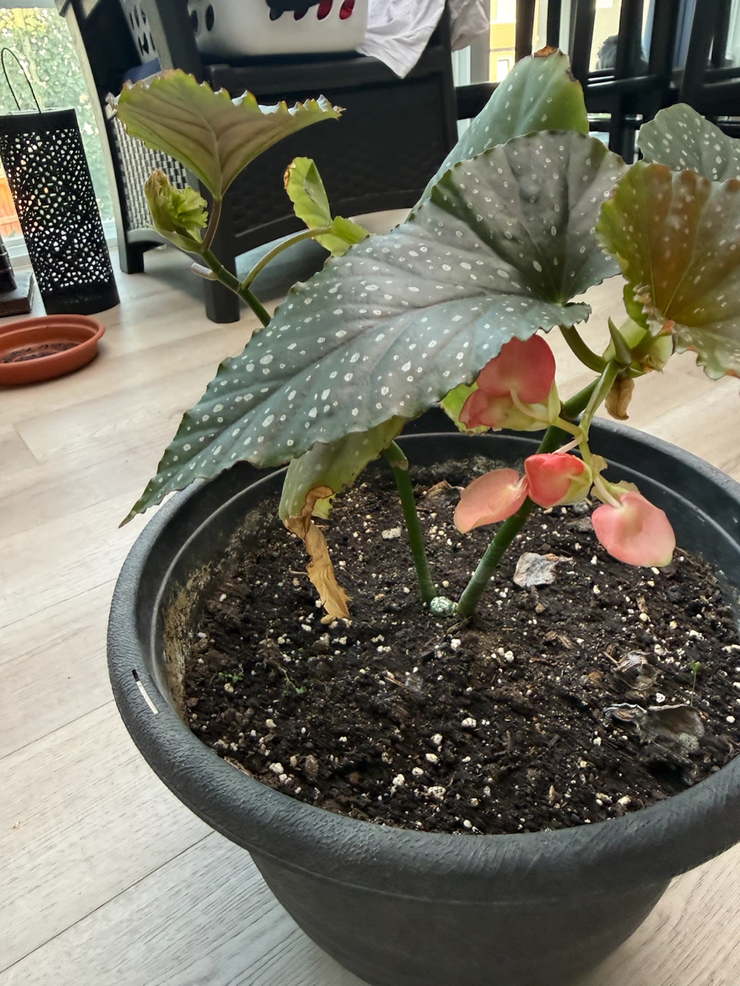 Begonia Plant in Black Pot