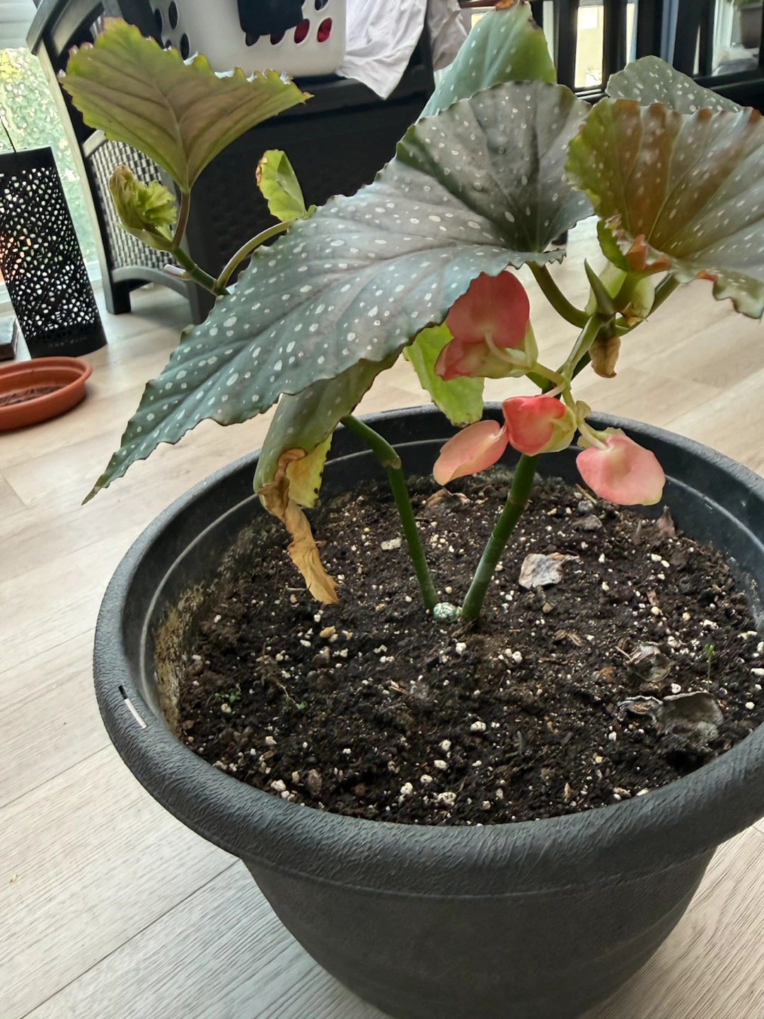 Begonia Plant in Black Pot - photo 2