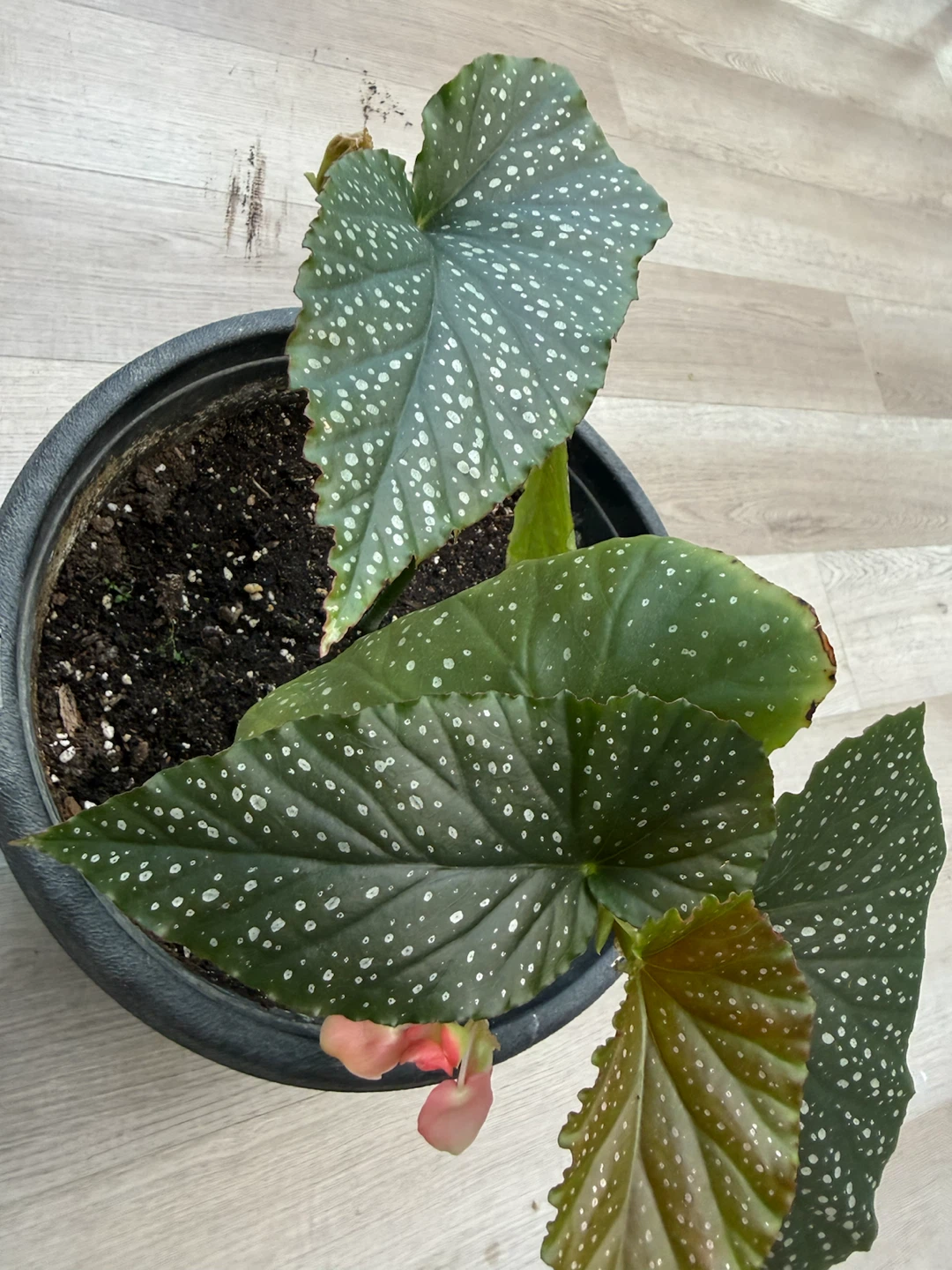 Begonia Plant in Black Pot - photo 3