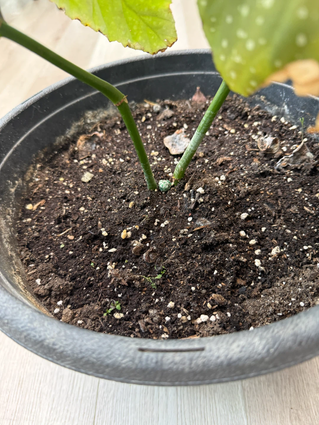 Begonia Plant in Black Pot - photo 4
