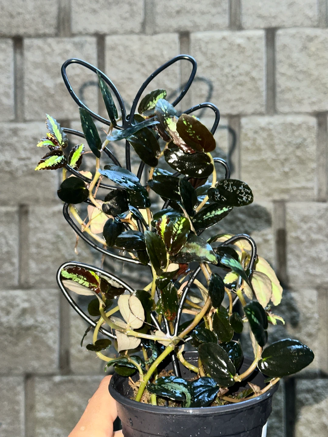 Pellonia Repens Plant