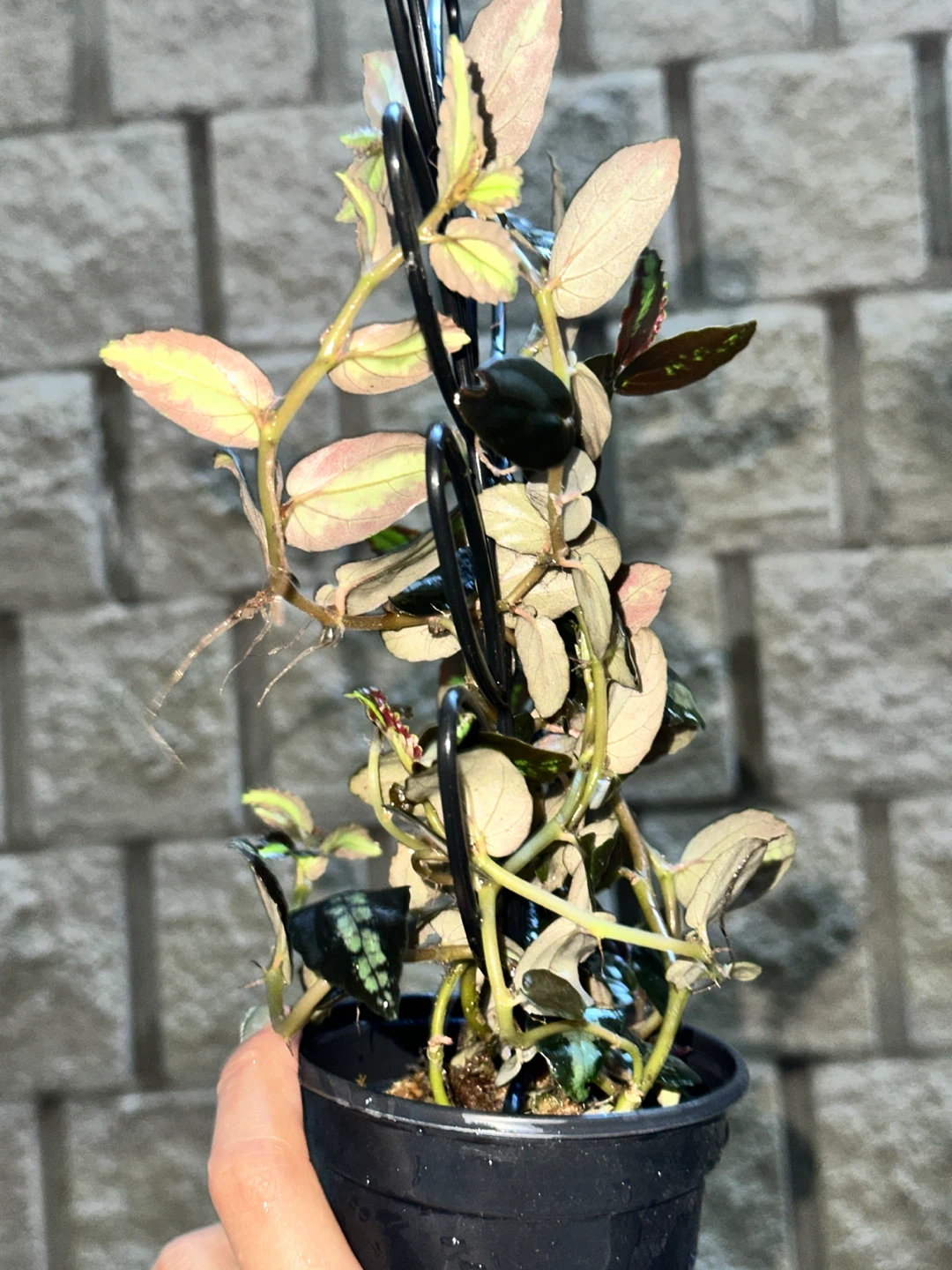 Pellonia Repens Plant - photo 2