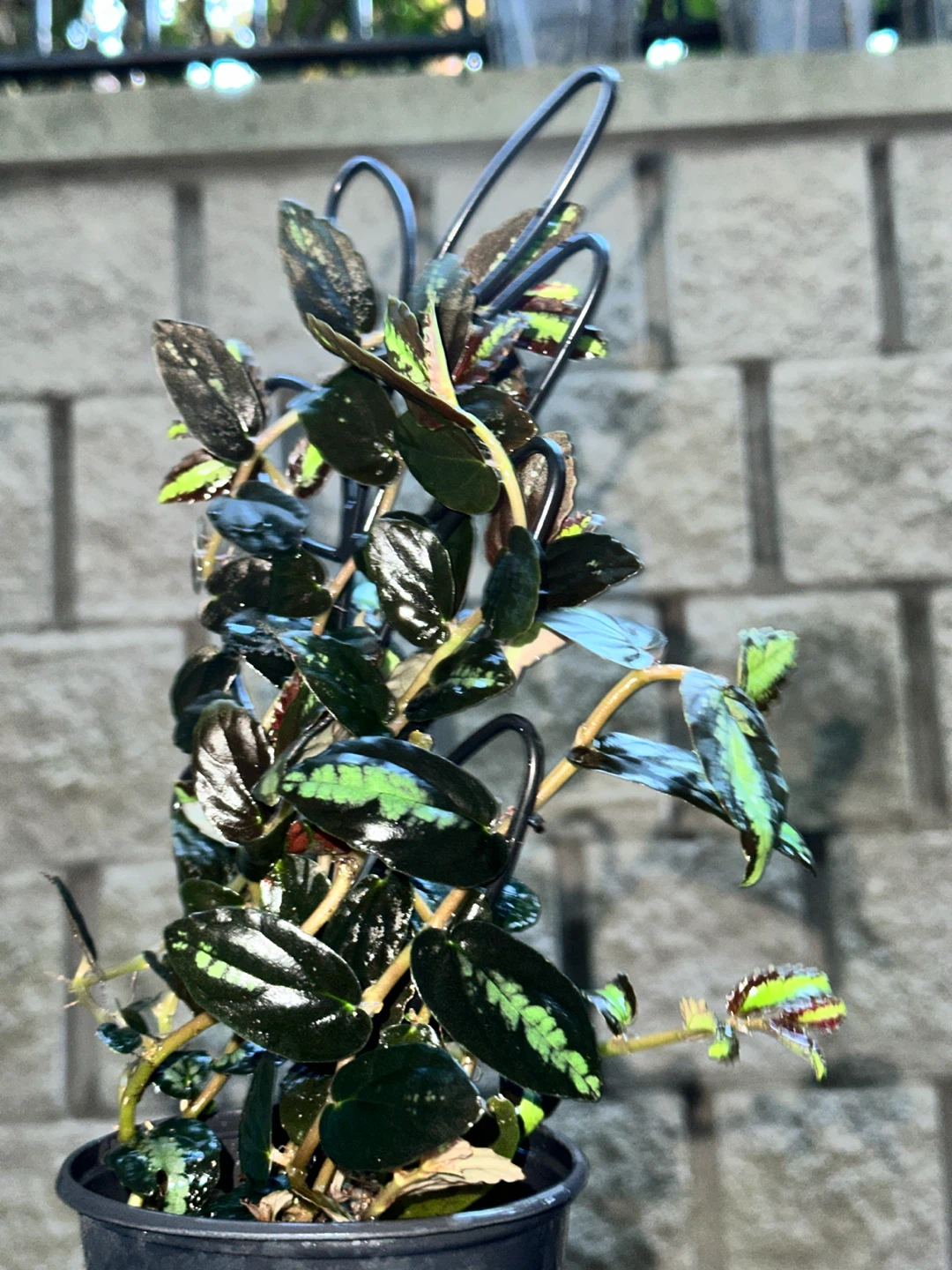 Pellonia Repens Plant - photo 3