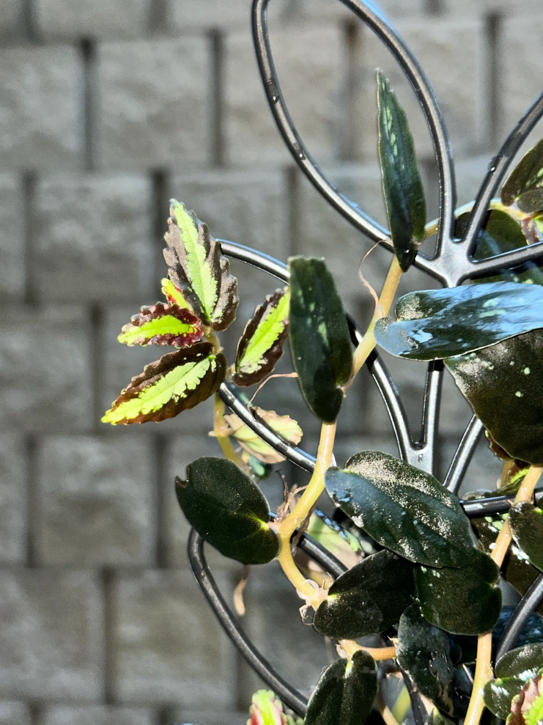 Pellonia Repens Plant - photo 4