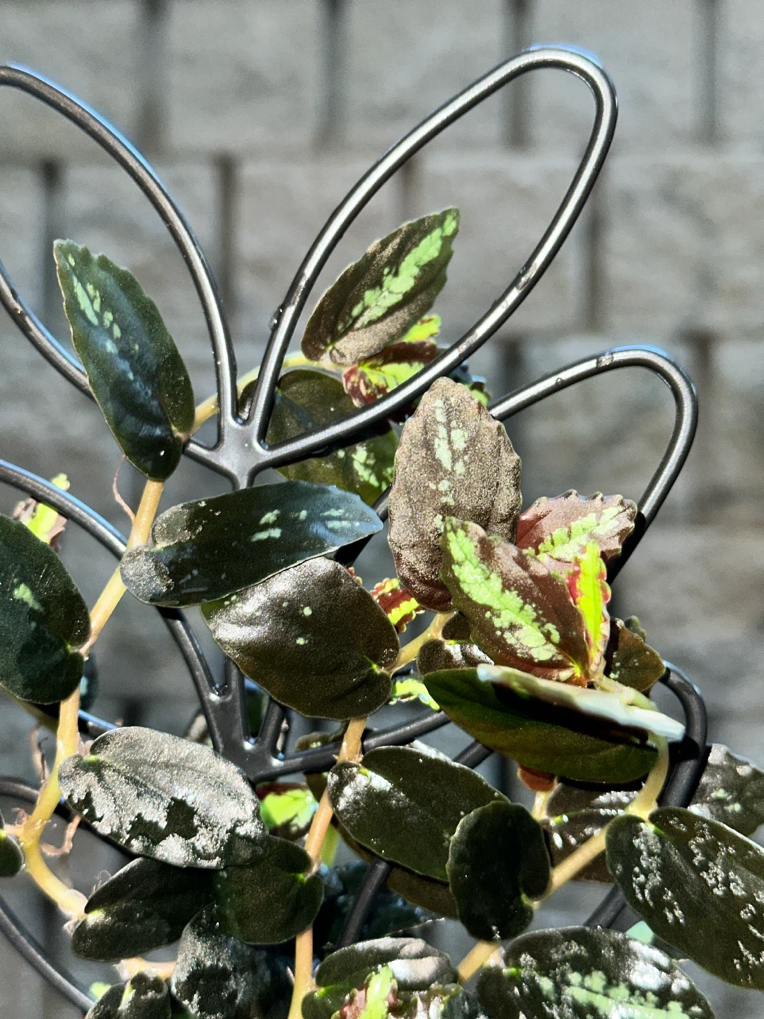 Pellonia Repens Plant - photo 5
