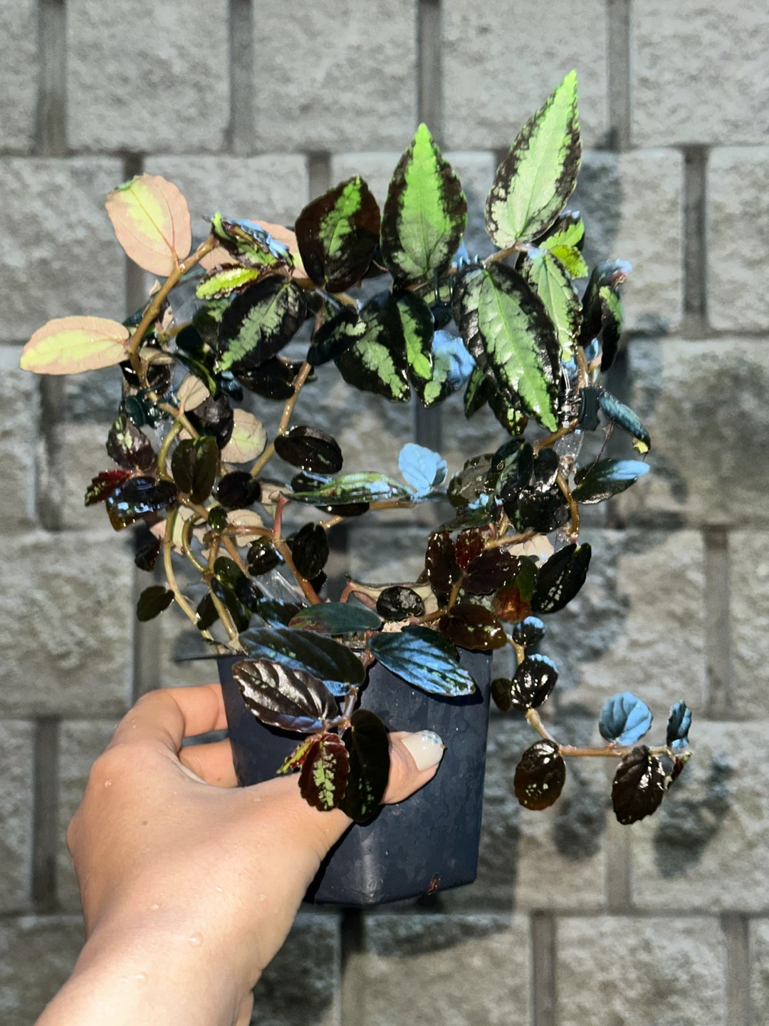 Pellonia Repens Plant