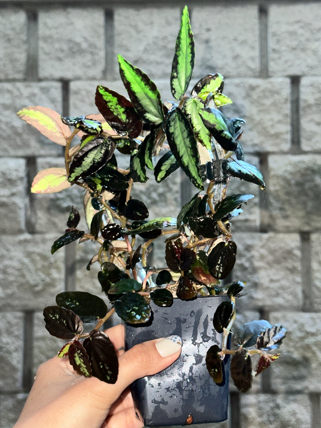 Pellonia Repens Plant - photo 2