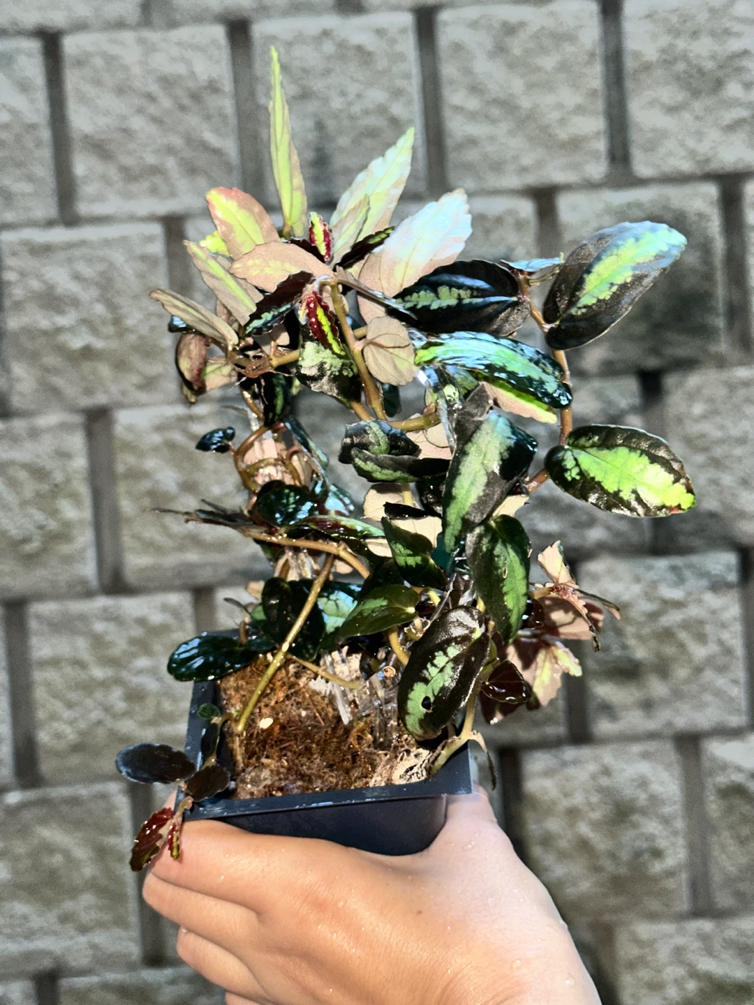 Pellonia Repens Plant - photo 3