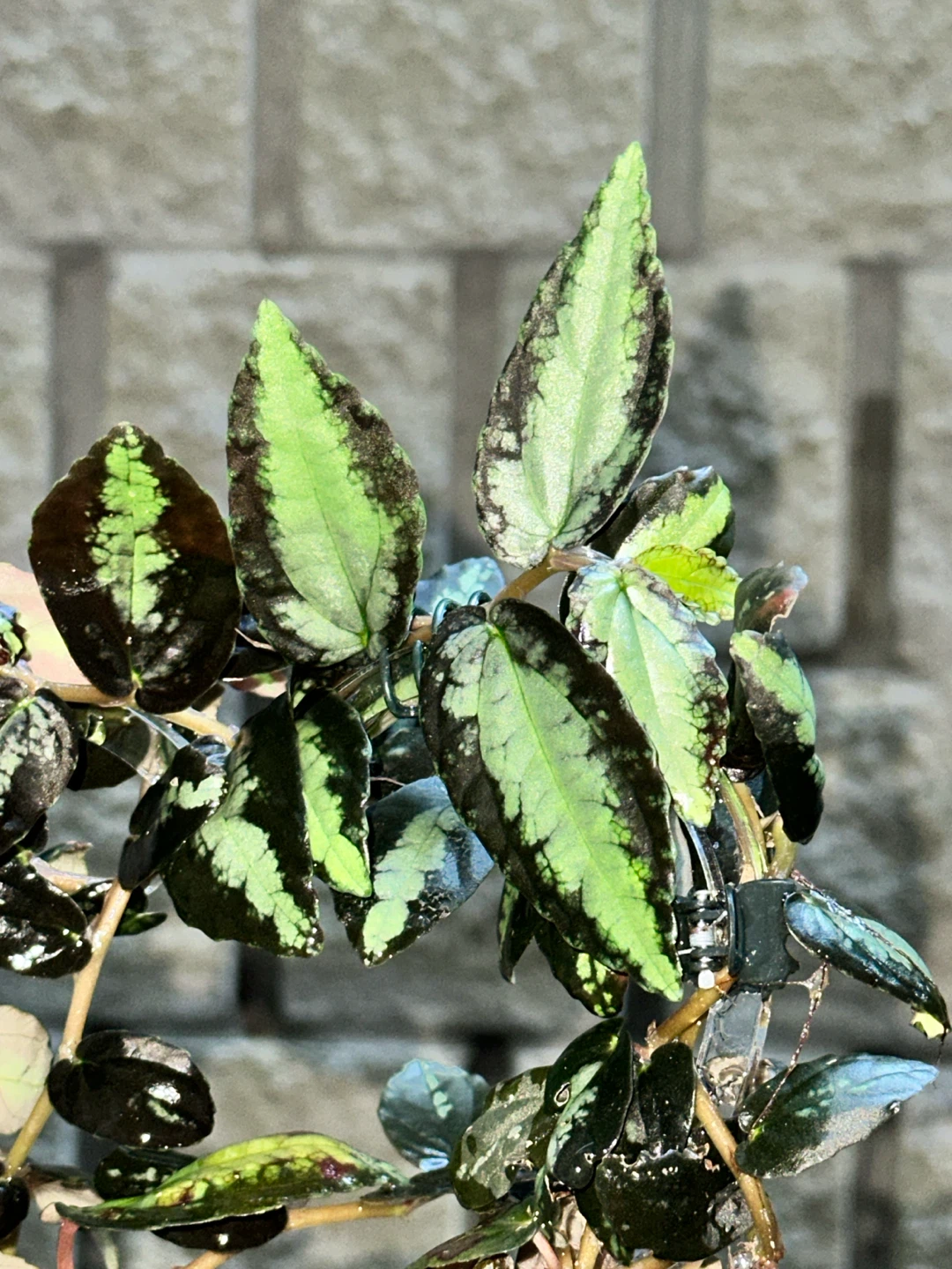 Pellonia Repens Plant - photo 4