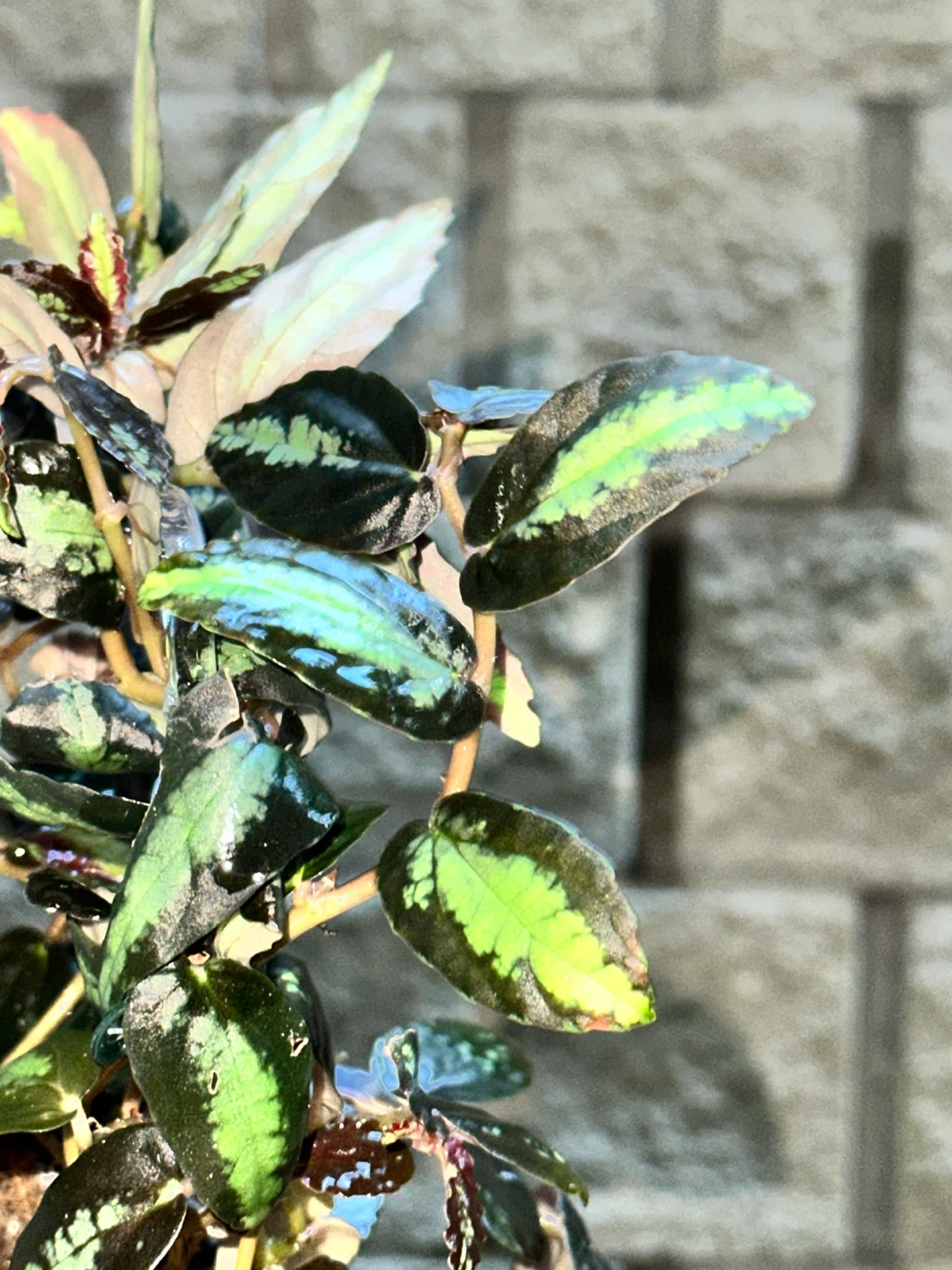 Pellonia Repens Plant - photo 5