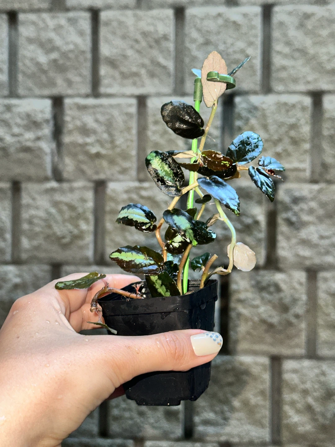 Pellonia Repens Plant
