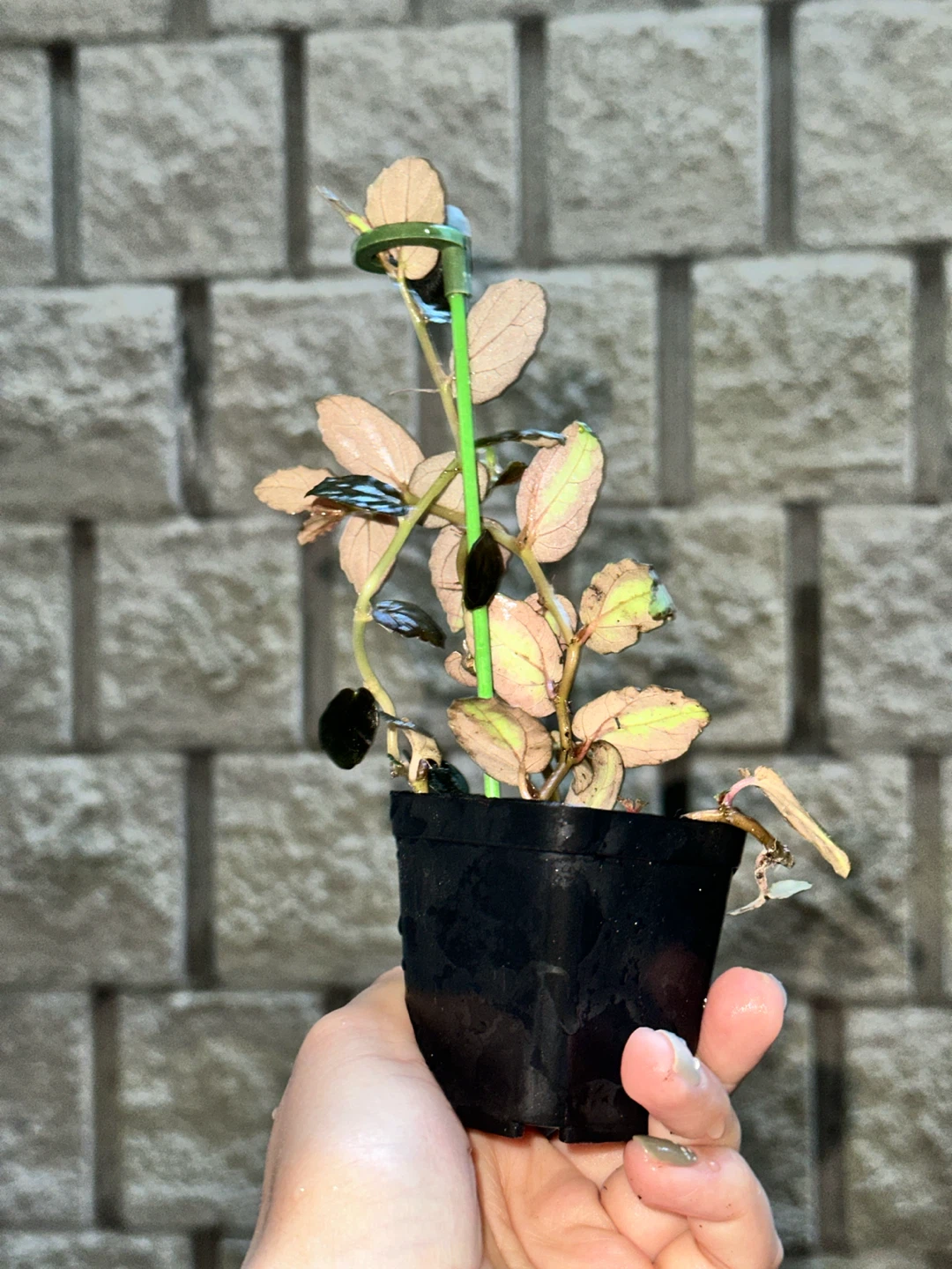 Pellonia Repens Plant - photo 2
