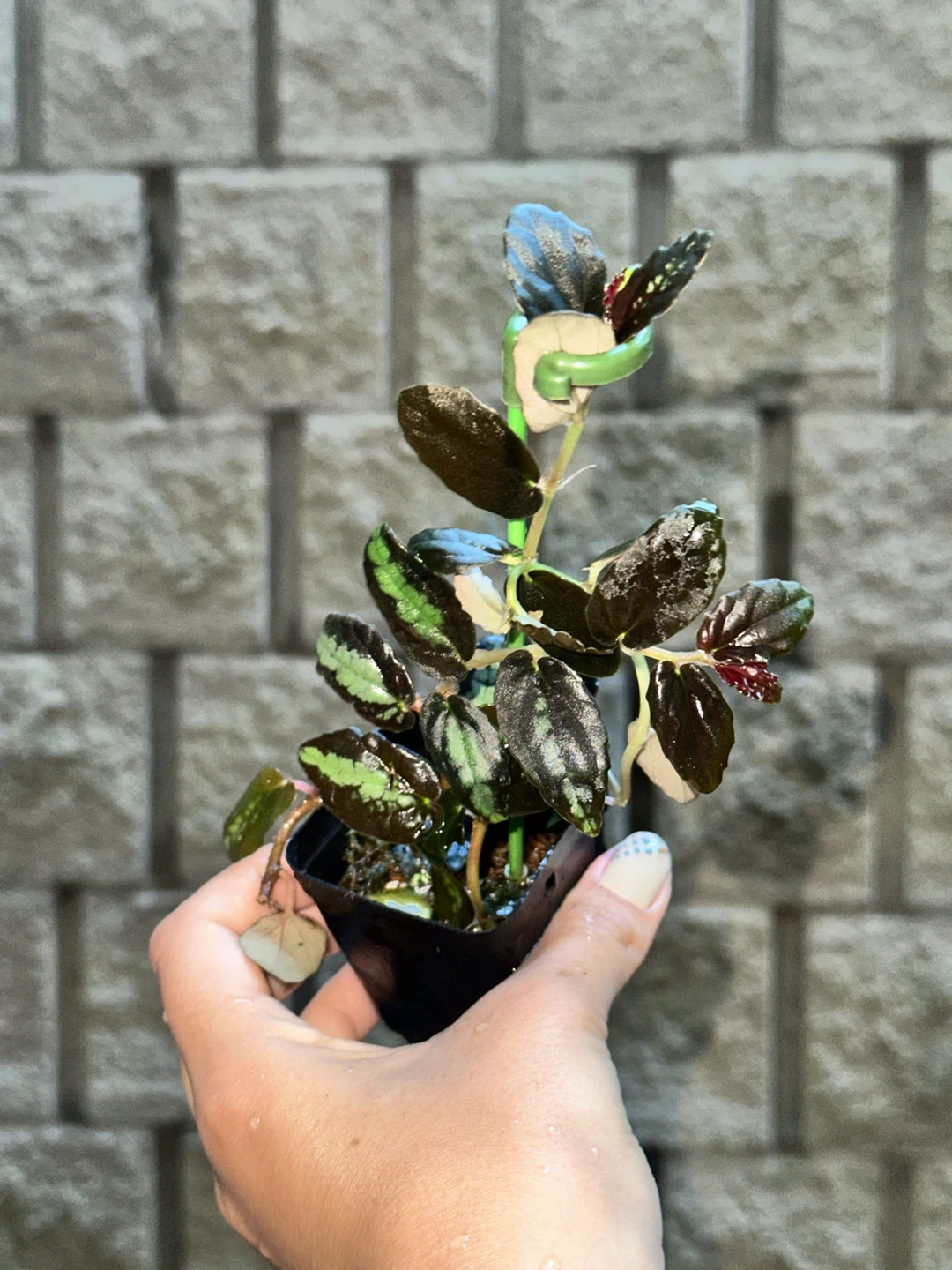 Pellonia Repens Plant - photo 3