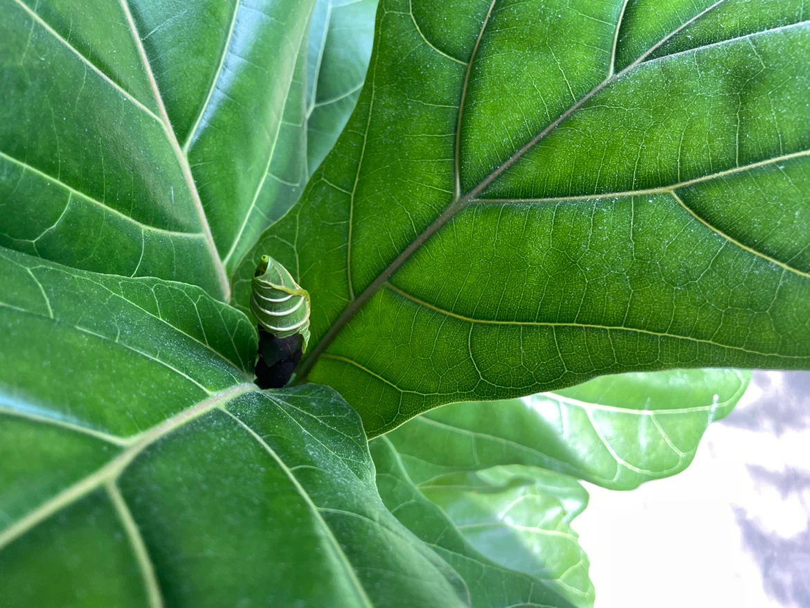 Fiddle Leaf Fig Plant 43” with new growth - photo 3