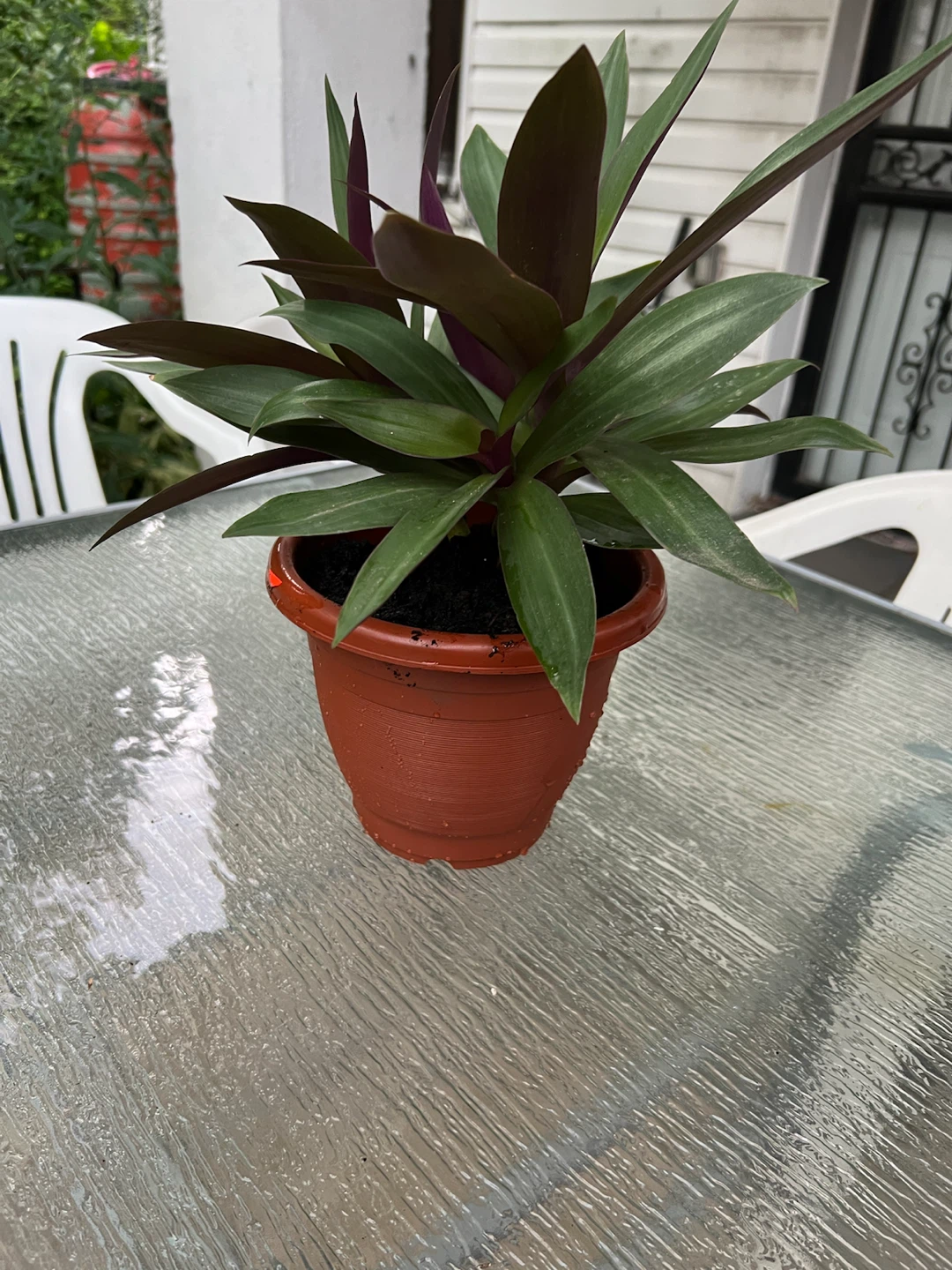 Tradescantia Spathacea (Moses-in-the-Cradle) Plant in Pot