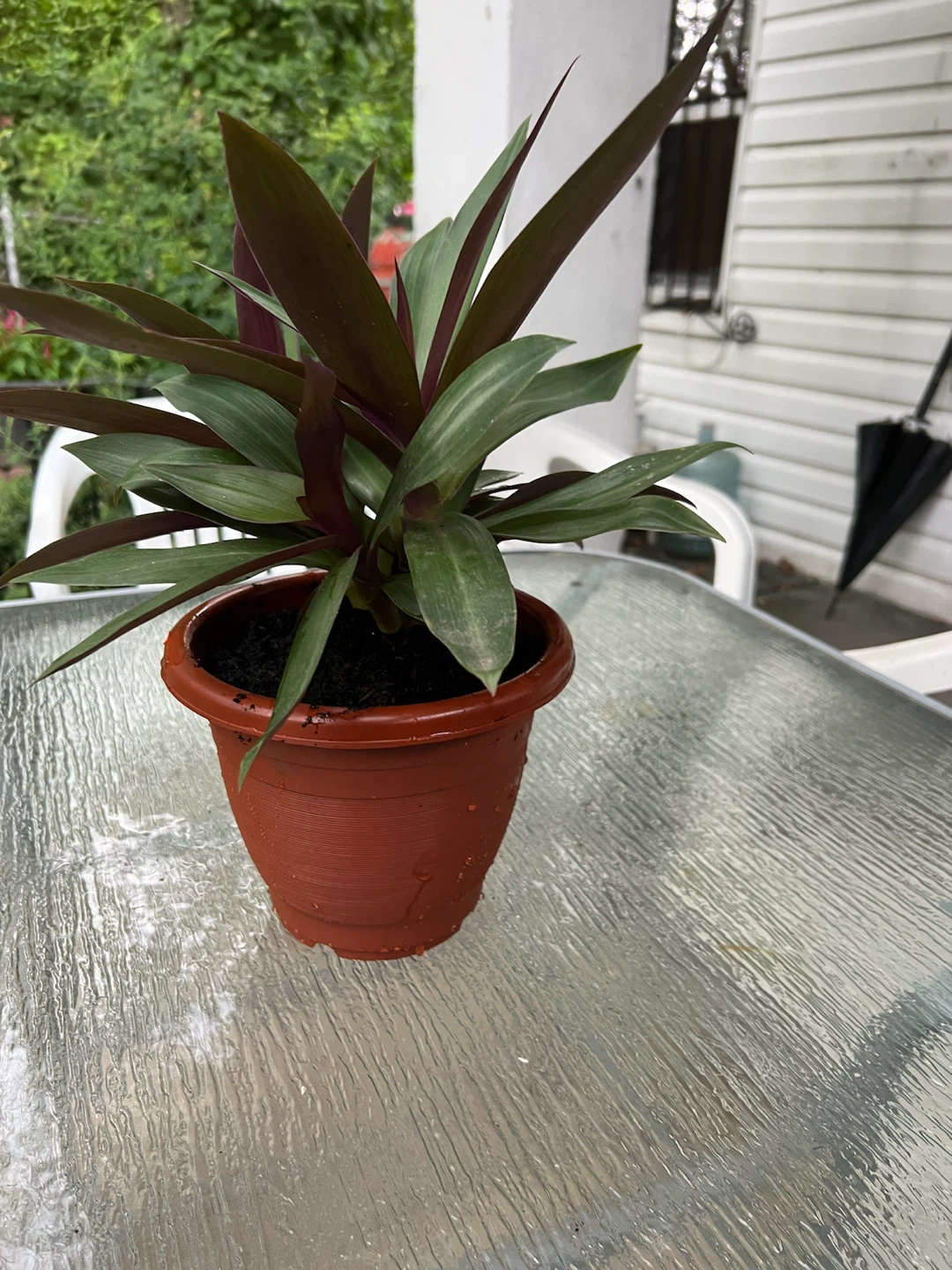 Tradescantia Spathacea (Moses-in-the-Cradle) Plant in Pot - photo 2