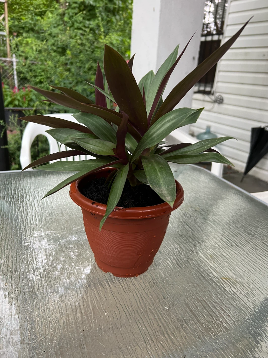 Tradescantia Spathacea (Moses-in-the-Cradle) Plant in Pot - photo 3