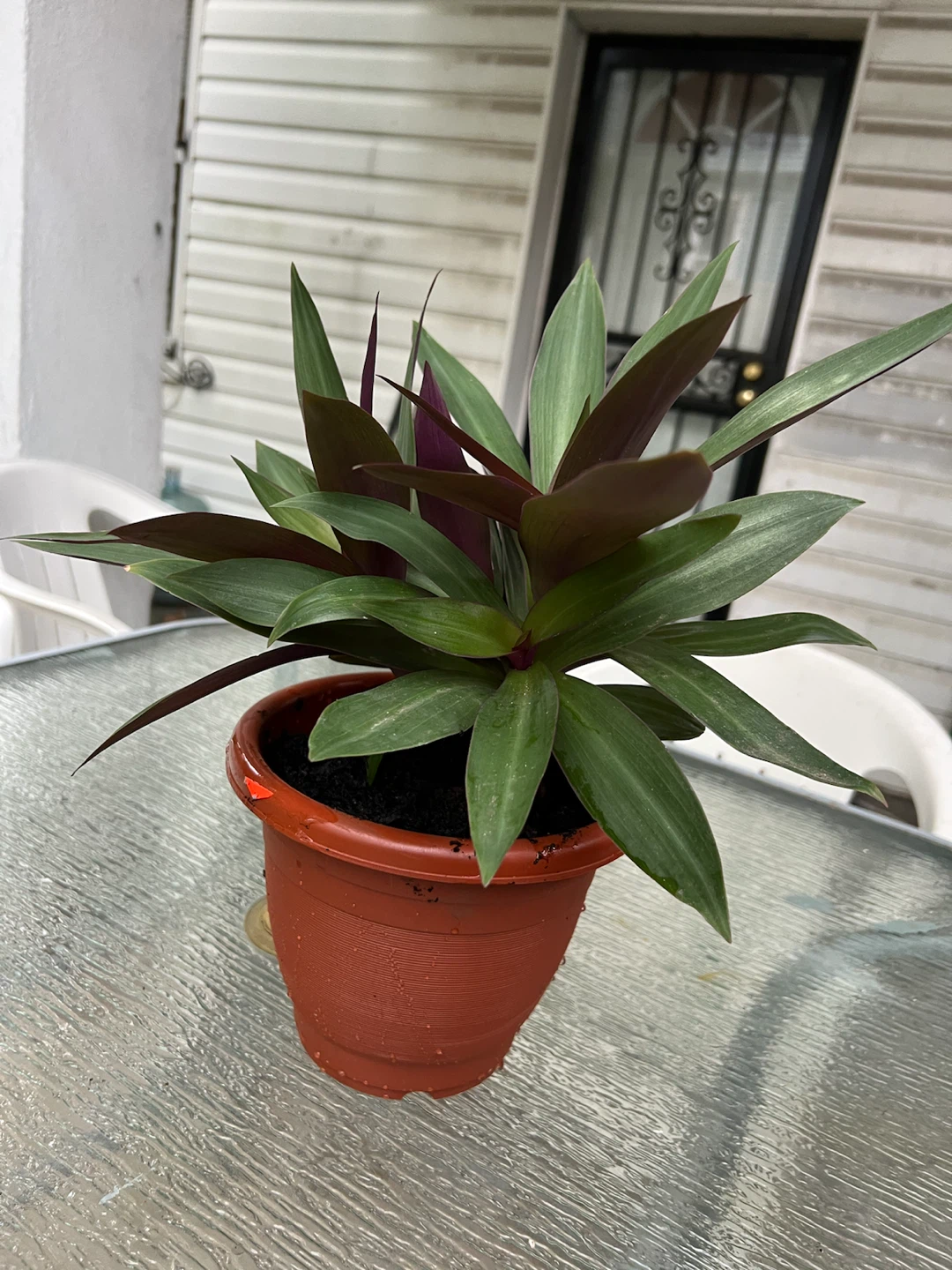 Tradescantia Spathacea (Moses-in-the-Cradle) Plant in Pot - photo 4