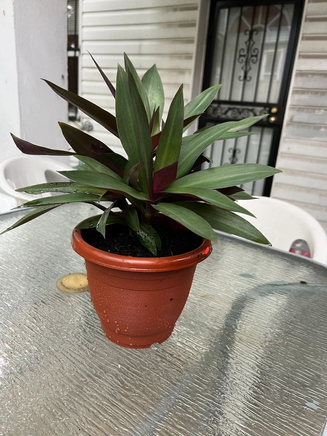 Tradescantia Spathacea (Moses-in-the-Cradle) Plant in Pot - photo 5