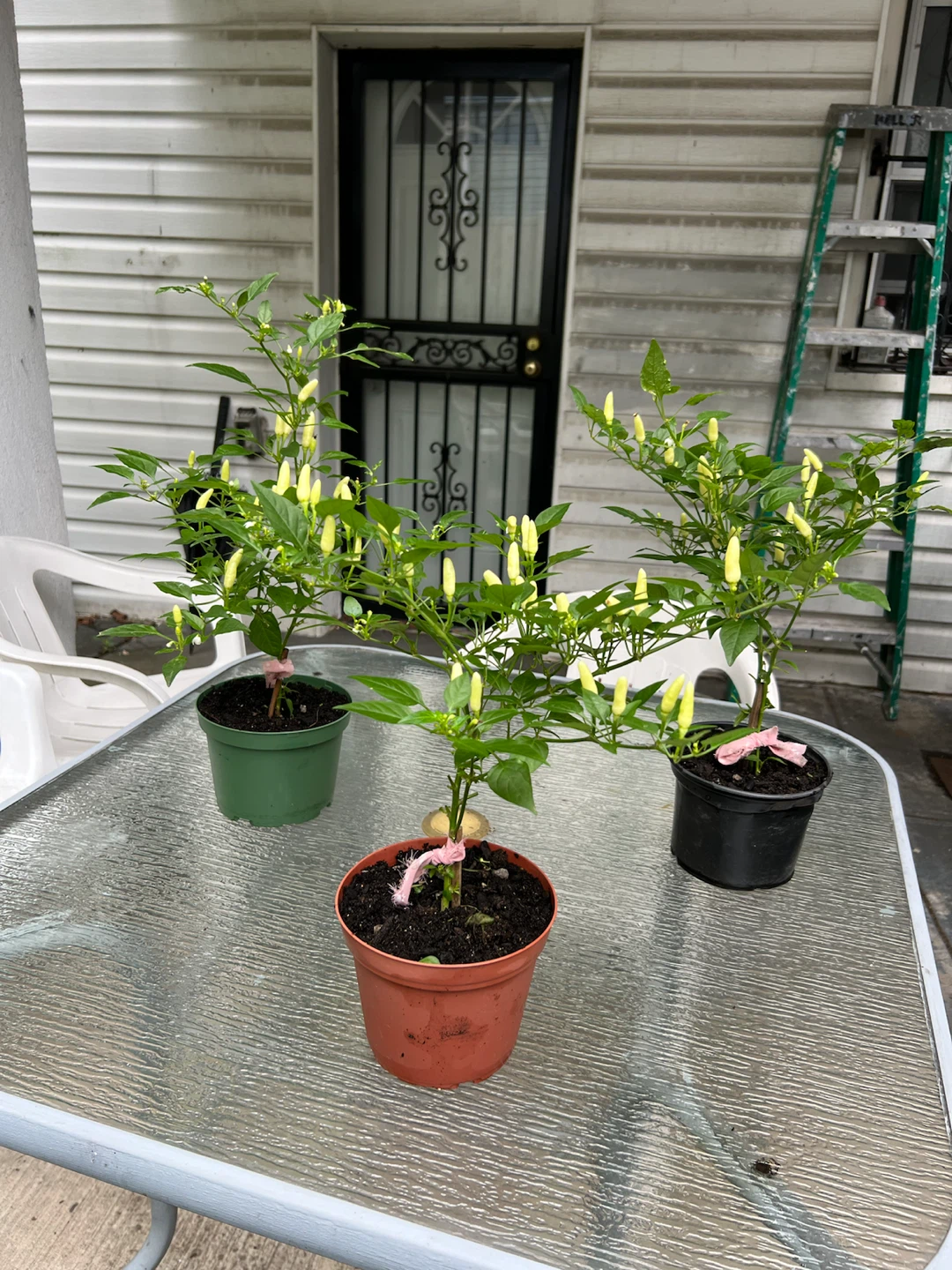 Three Potted Thai Chili Pepper Plants