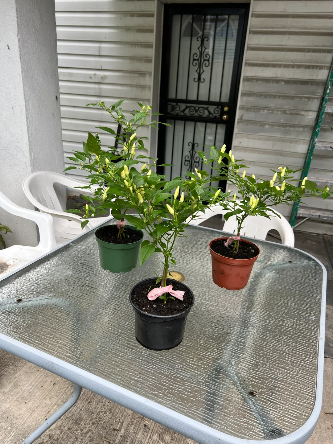 Three Potted Thai Chili Pepper Plants - photo 2