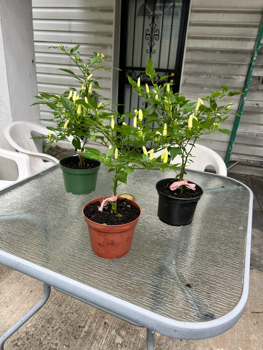Three Potted Thai Chili Pepper Plants - photo 3
