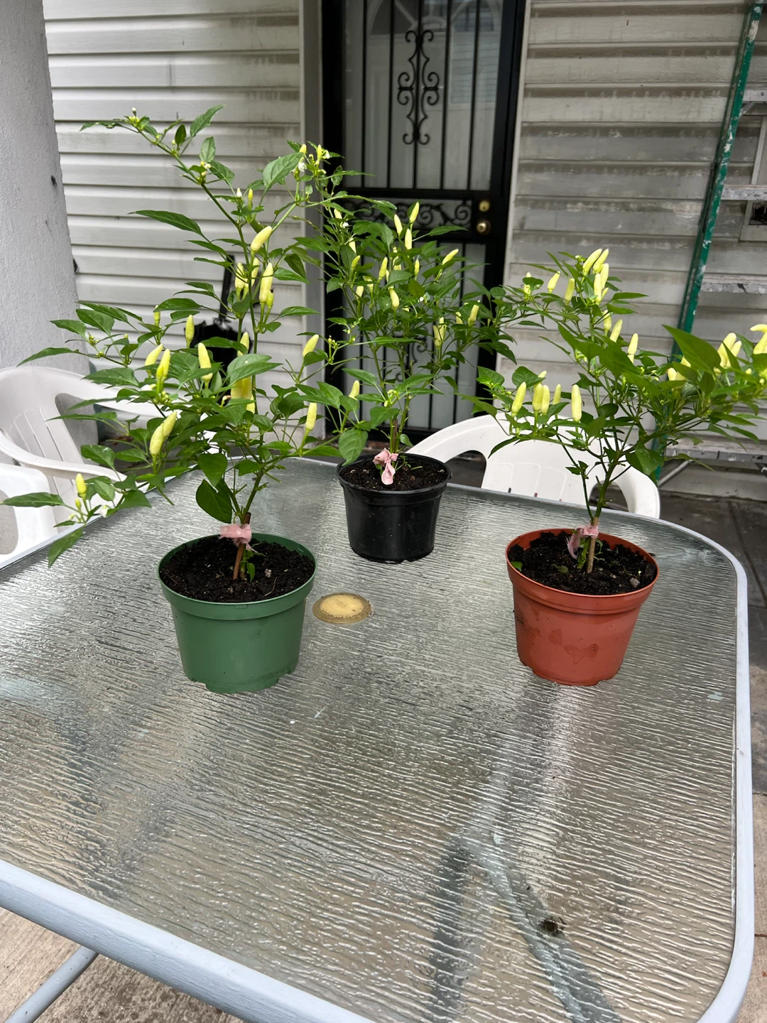 Three Potted Thai Chili Pepper Plants - photo 4