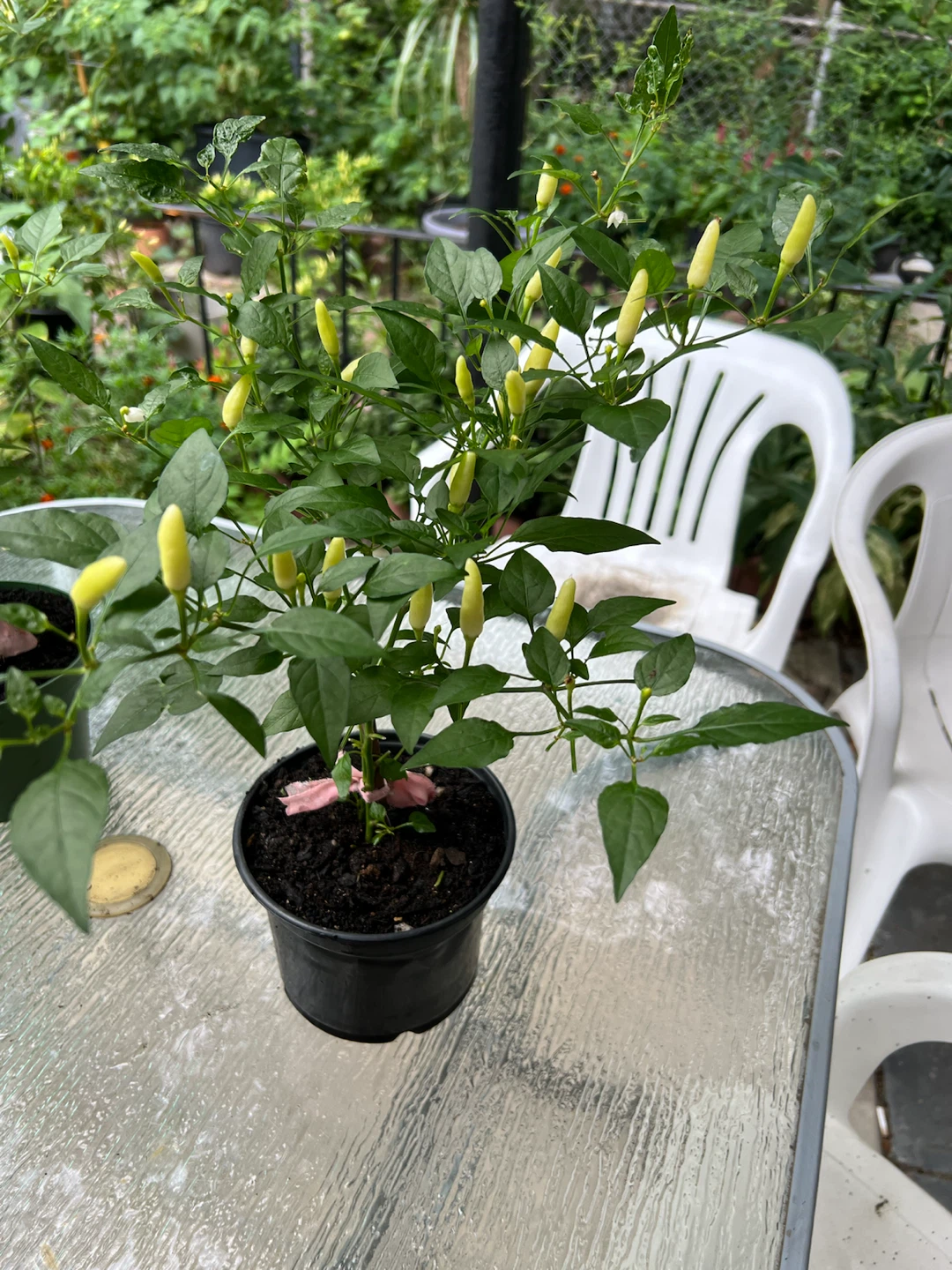 Three Potted Thai Chili Pepper Plants - photo 5