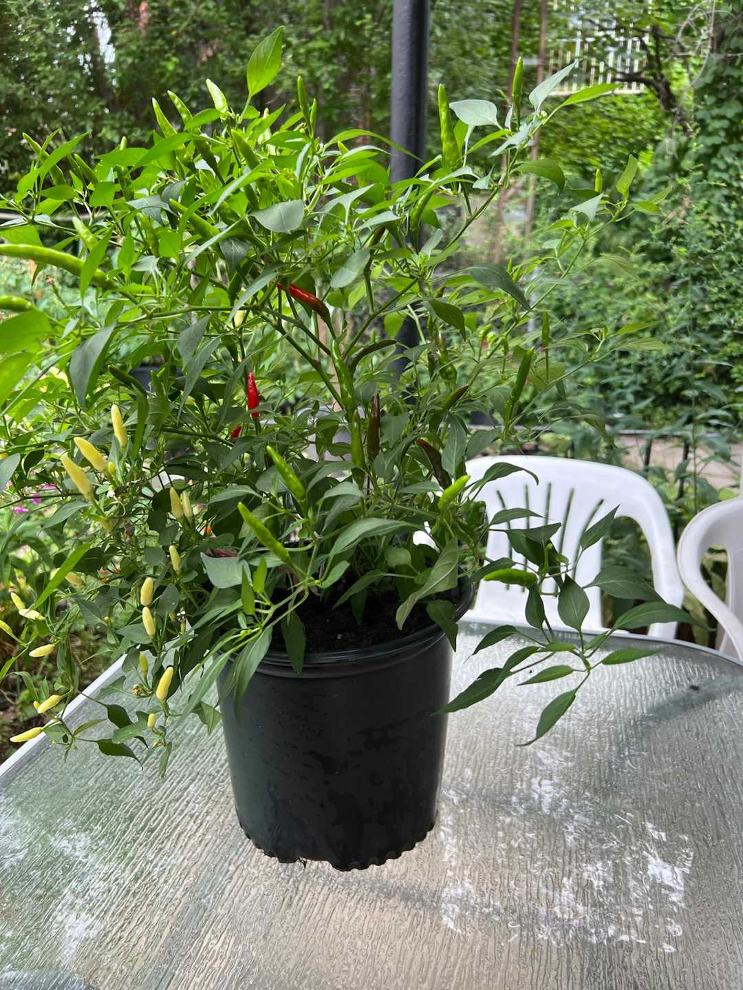 Potted large twice Thai Chili Pepper Plant