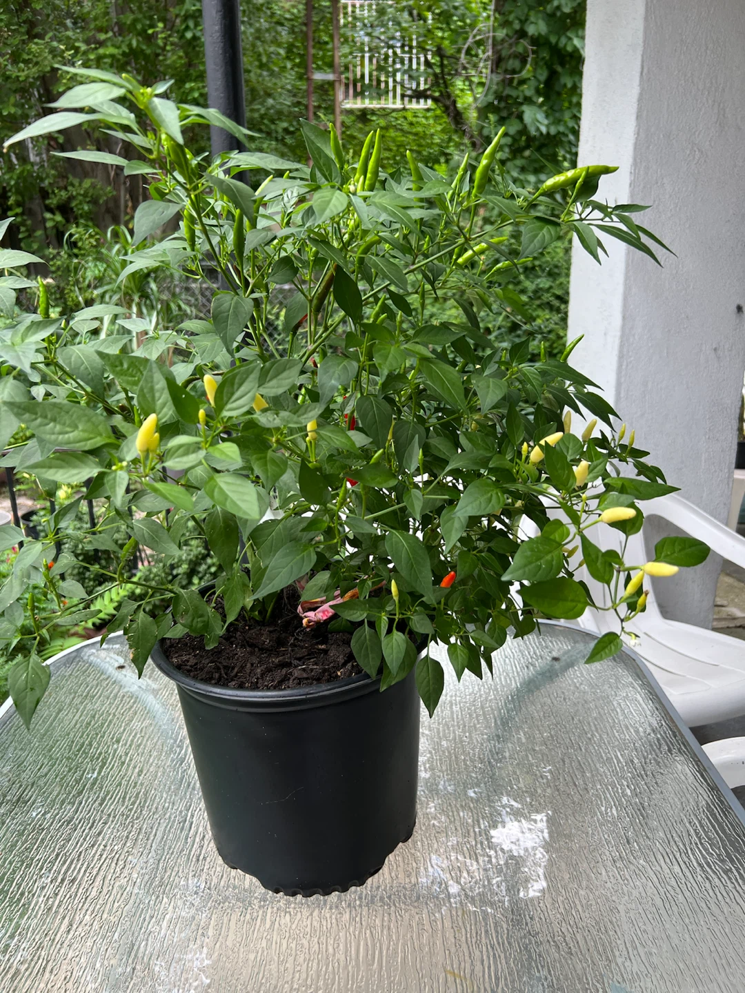 Potted large twice Thai Chili Pepper Plant - photo 2