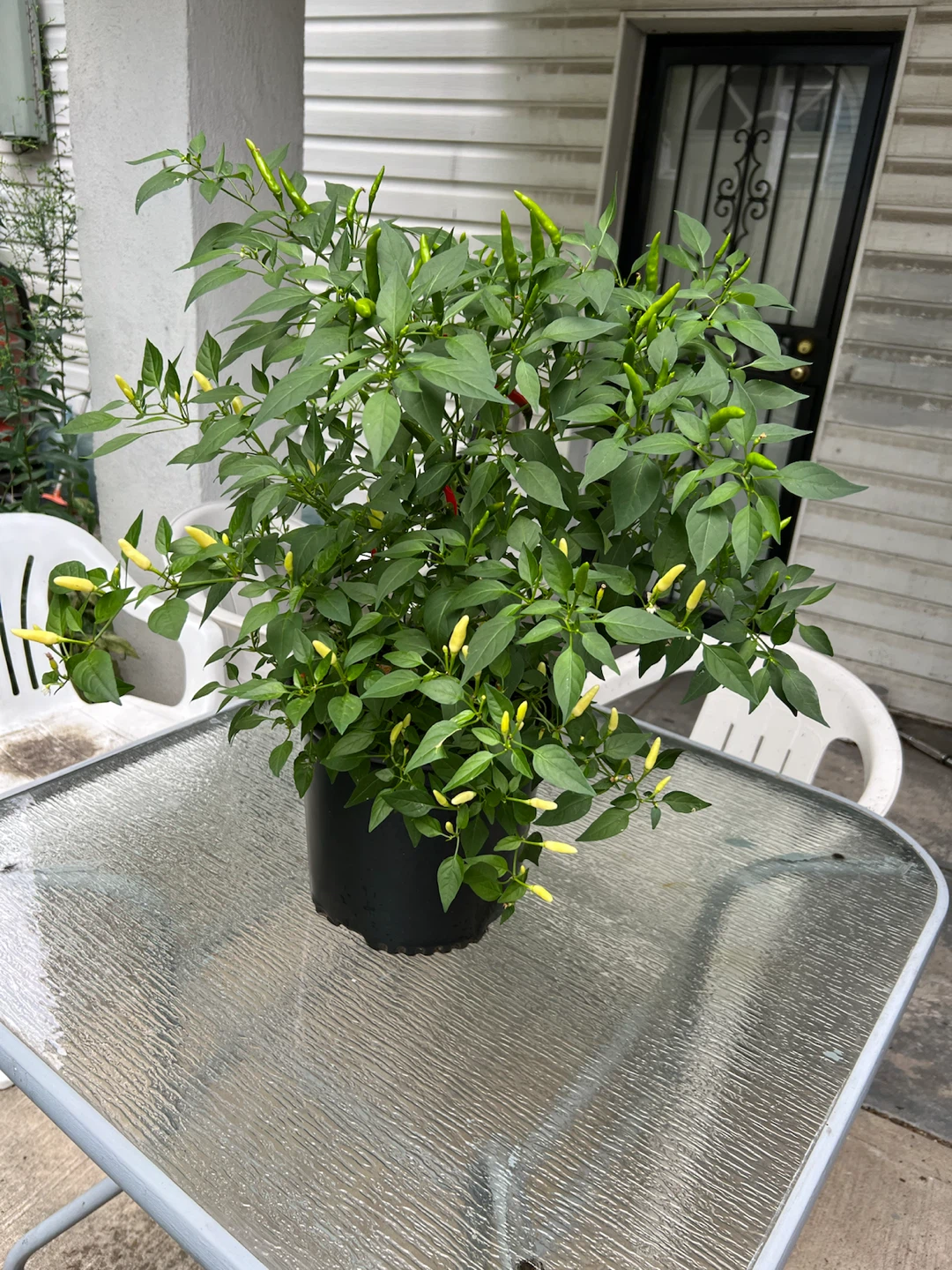 Potted large twice Thai Chili Pepper Plant - photo 3
