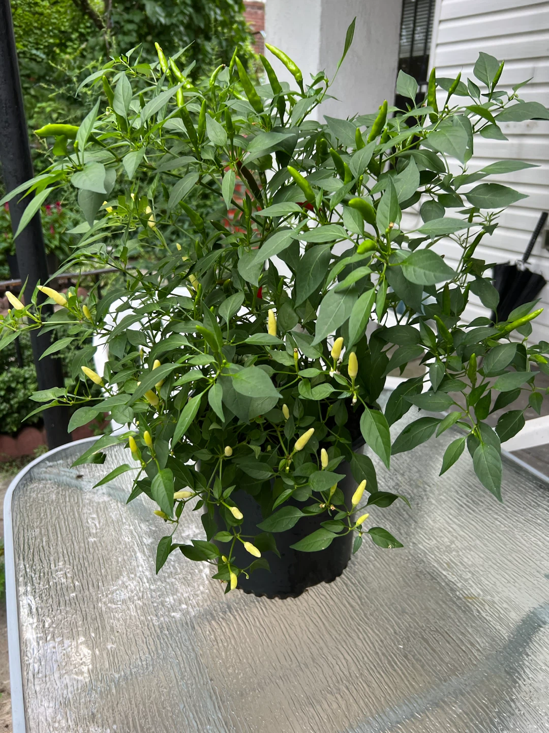 Potted large twice Thai Chili Pepper Plant - photo 4