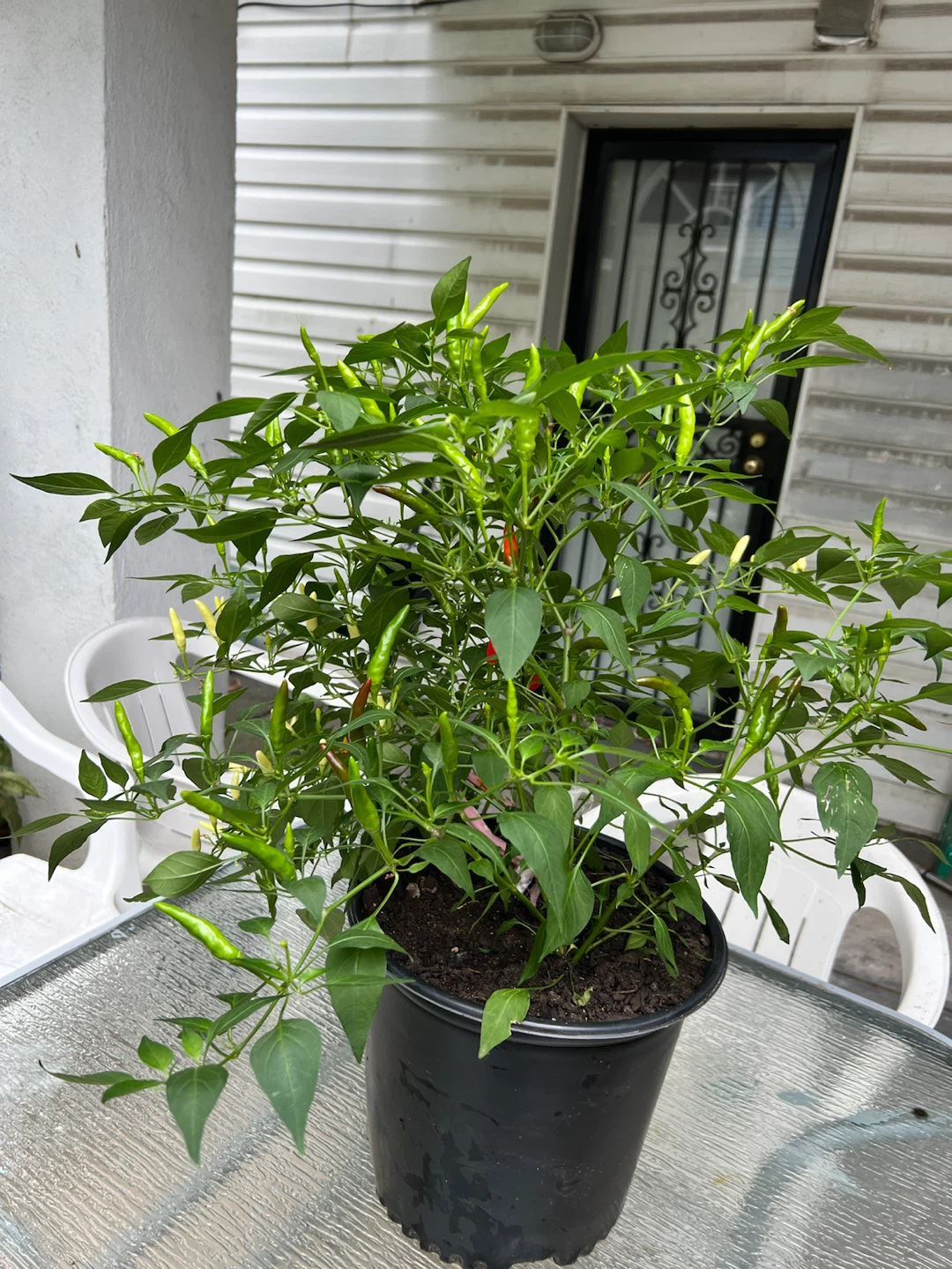 Potted large twice Thai Chili Pepper Plant - photo 5