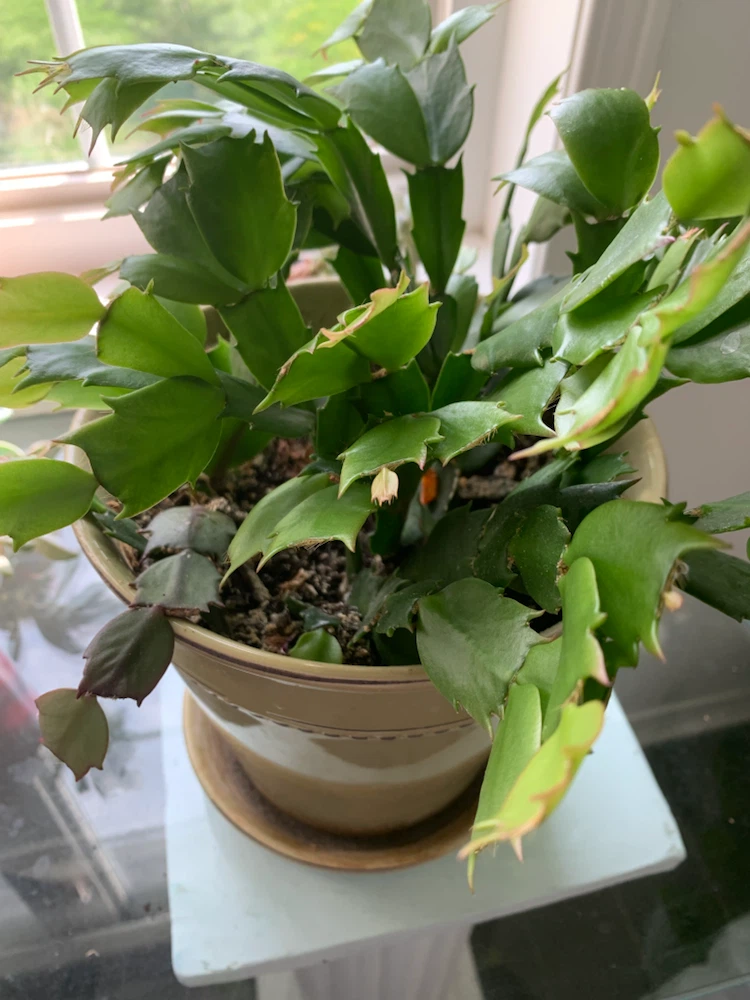 Christmas Cactus Plant