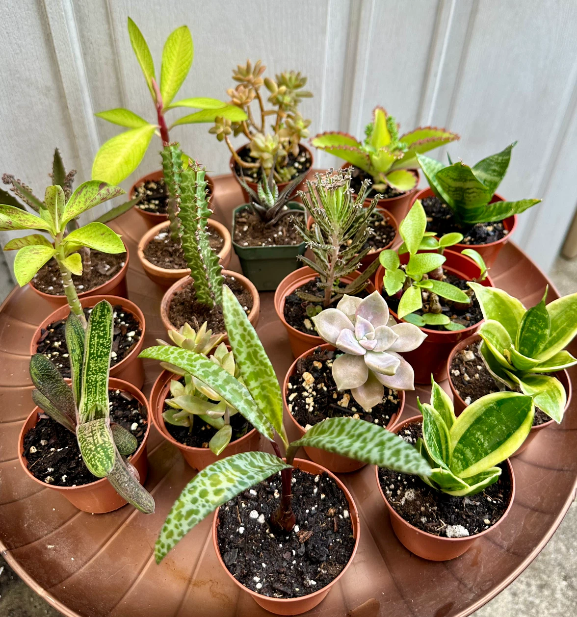 💚✨Beautiful Live Succulents!🌝🌿