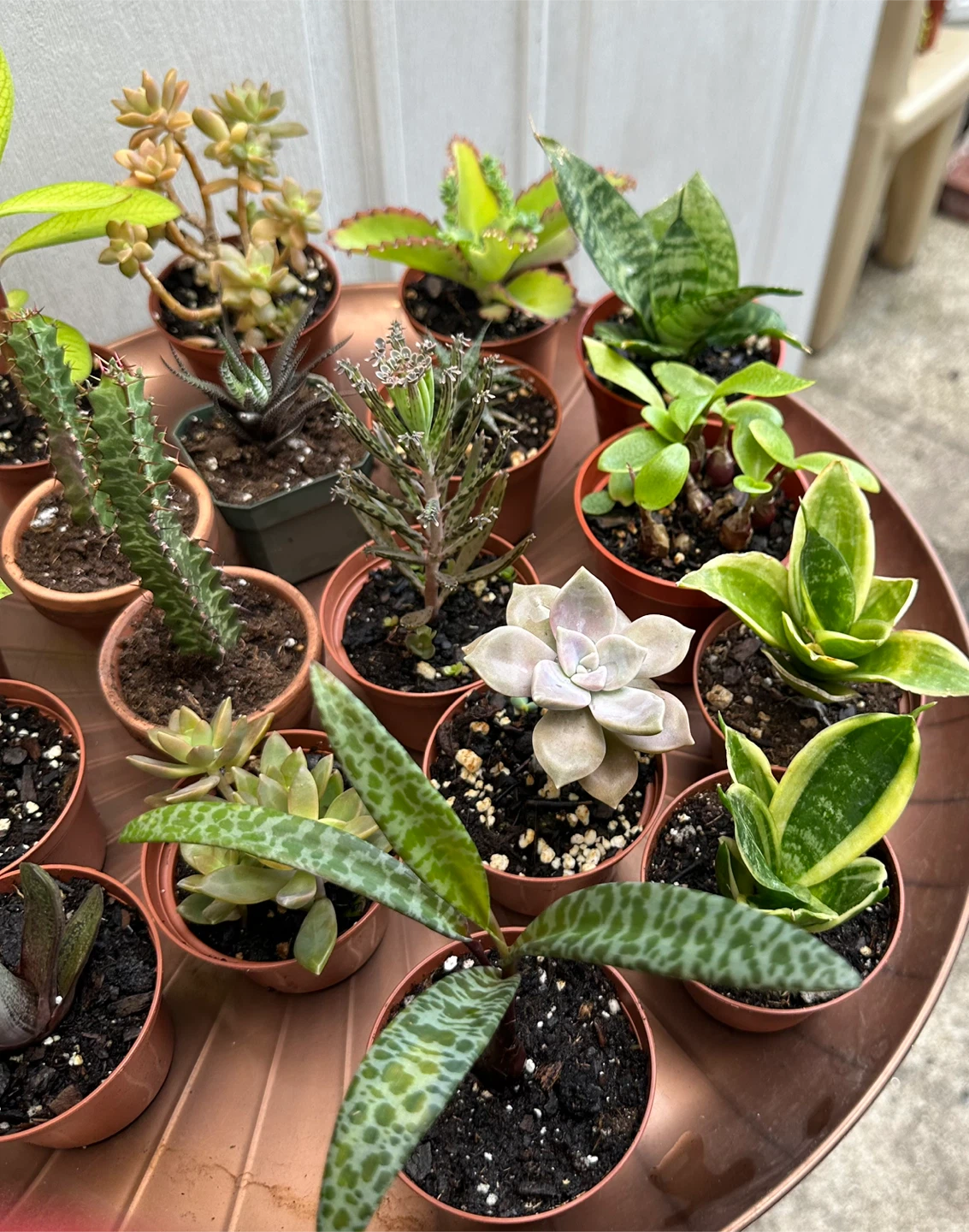 💚✨Beautiful Live Succulents!🌝🌿 - photo 2