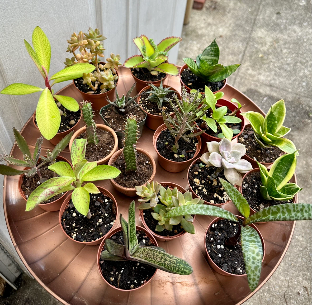 💚✨Beautiful Live Succulents!🌝🌿 - photo 3