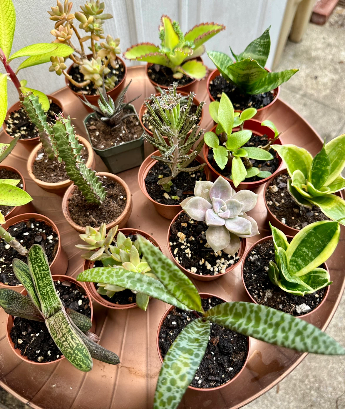 💚✨Beautiful Live Succulents!🌝🌿 - photo 4