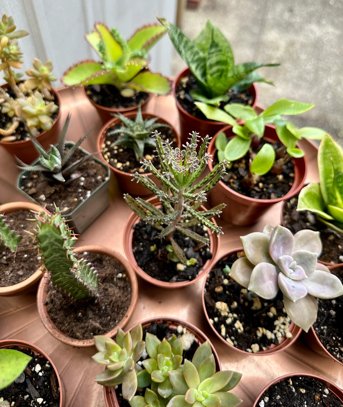 💚✨Beautiful Live Succulents!🌝🌿 - photo 5