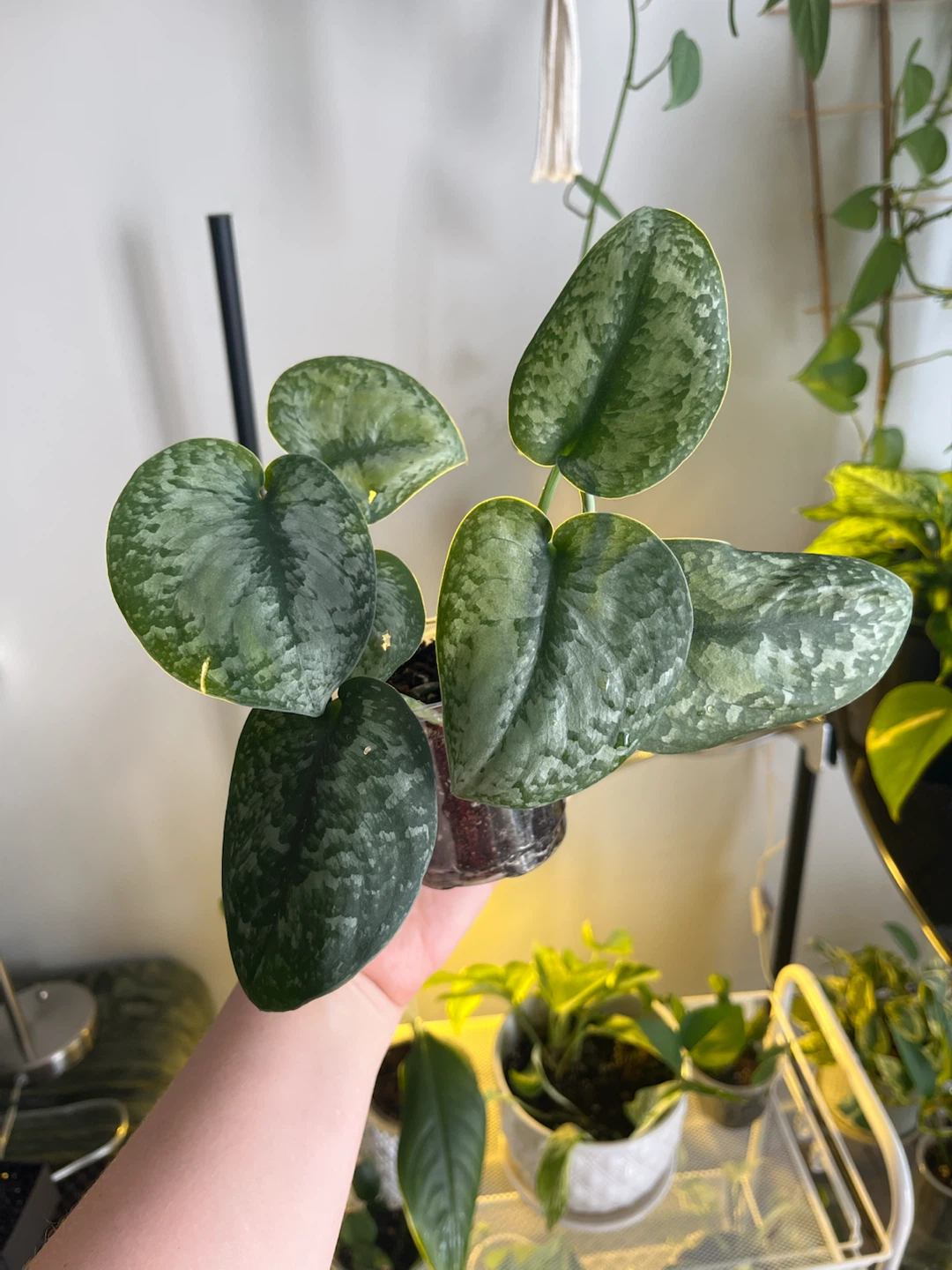 Scindapsus Pictus Argyraeus Plant