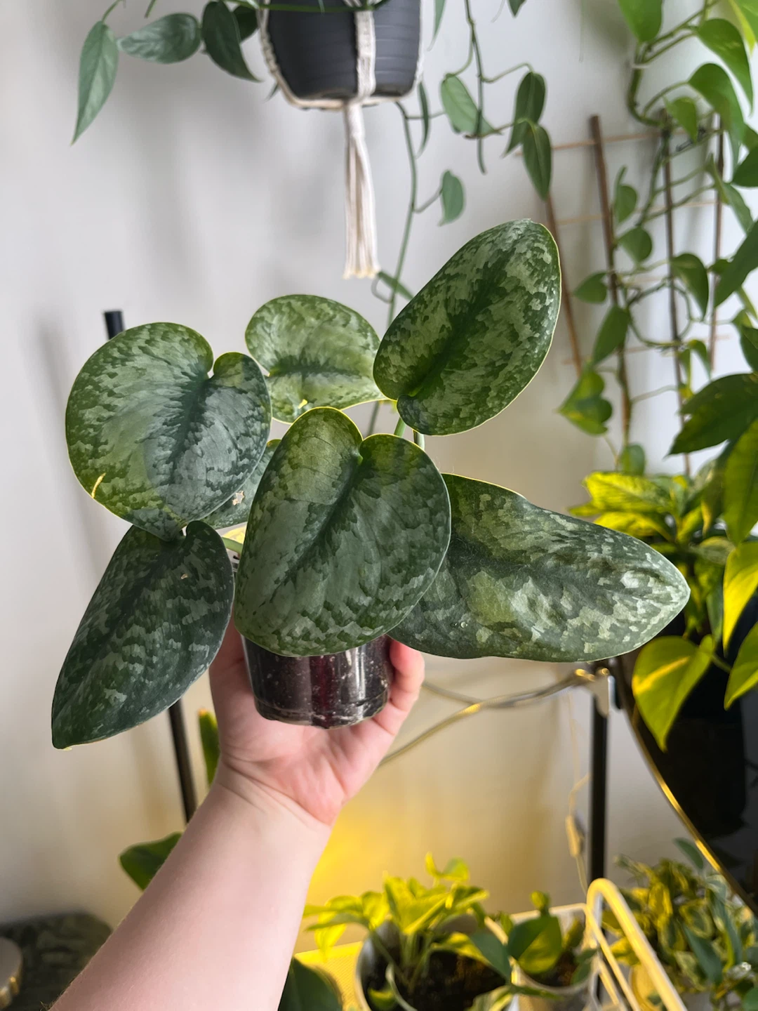 Scindapsus Pictus Argyraeus Plant - photo 3