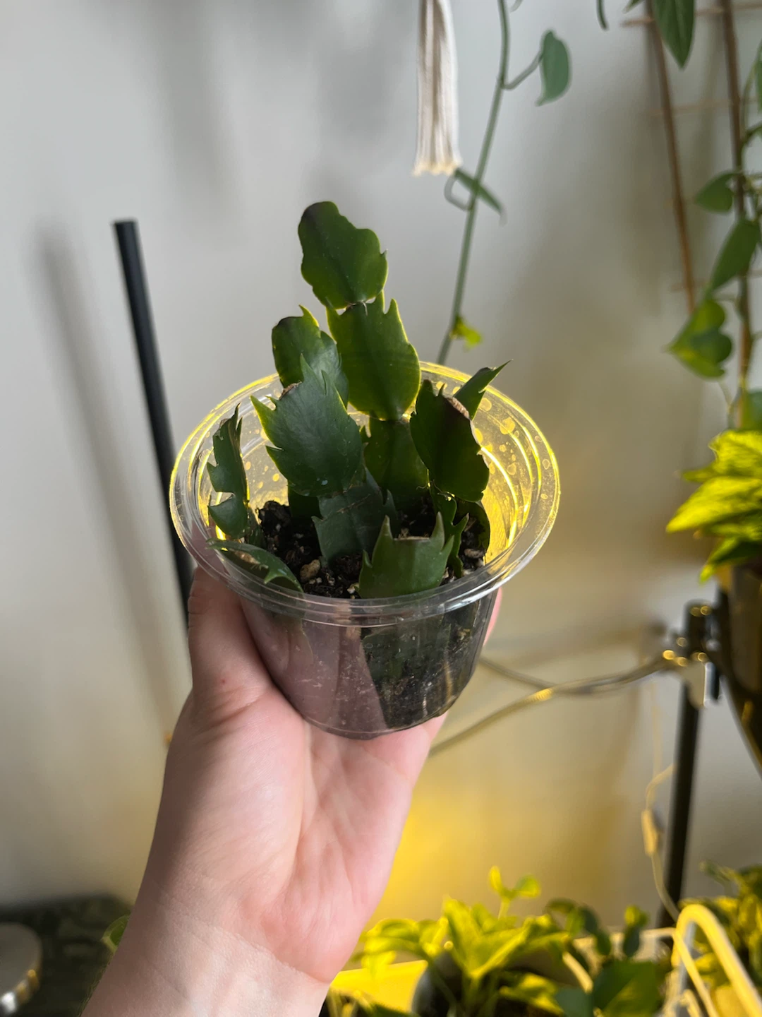 Christmas Cactus Cutting