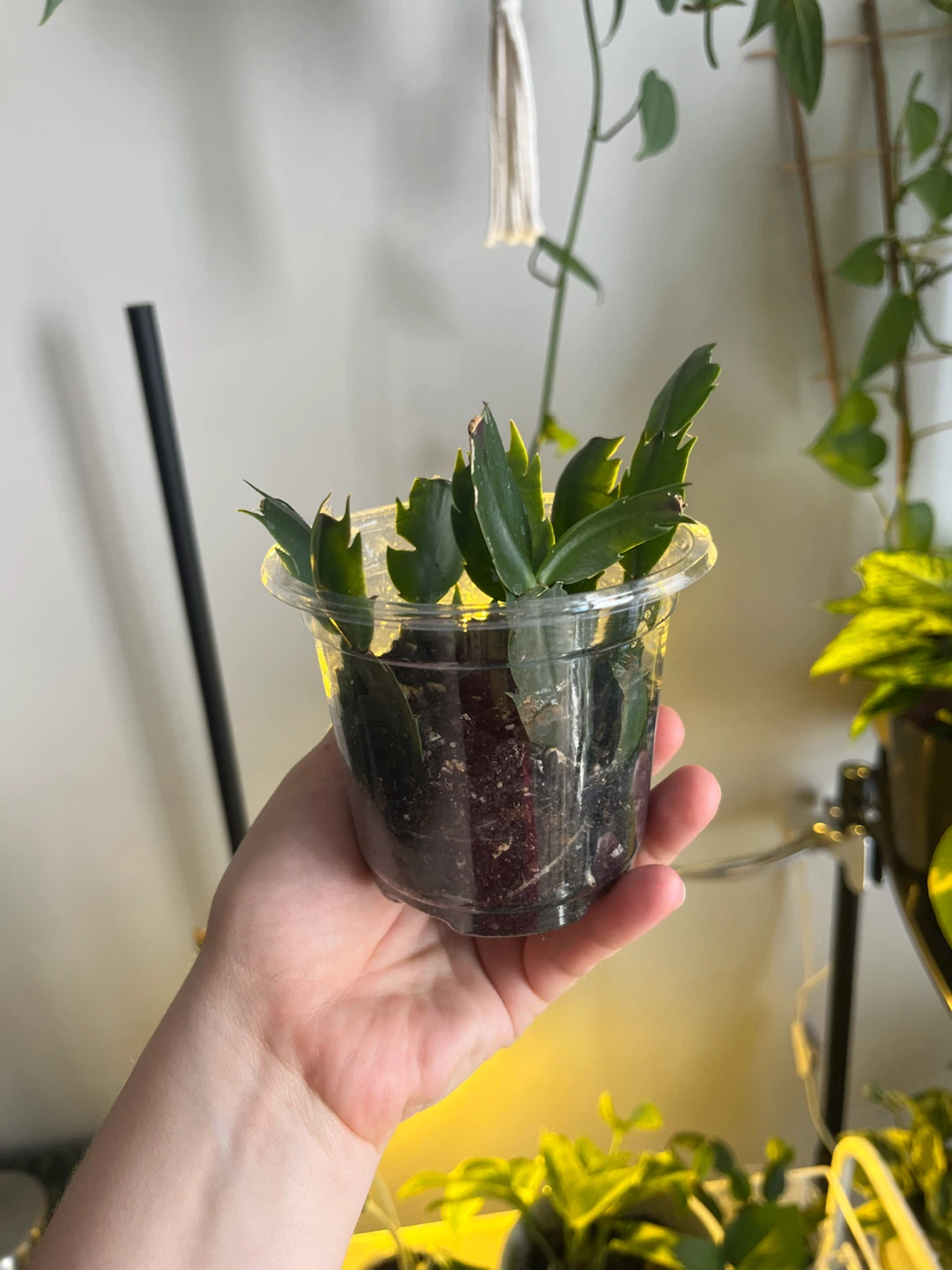 Christmas Cactus Cutting - photo 2